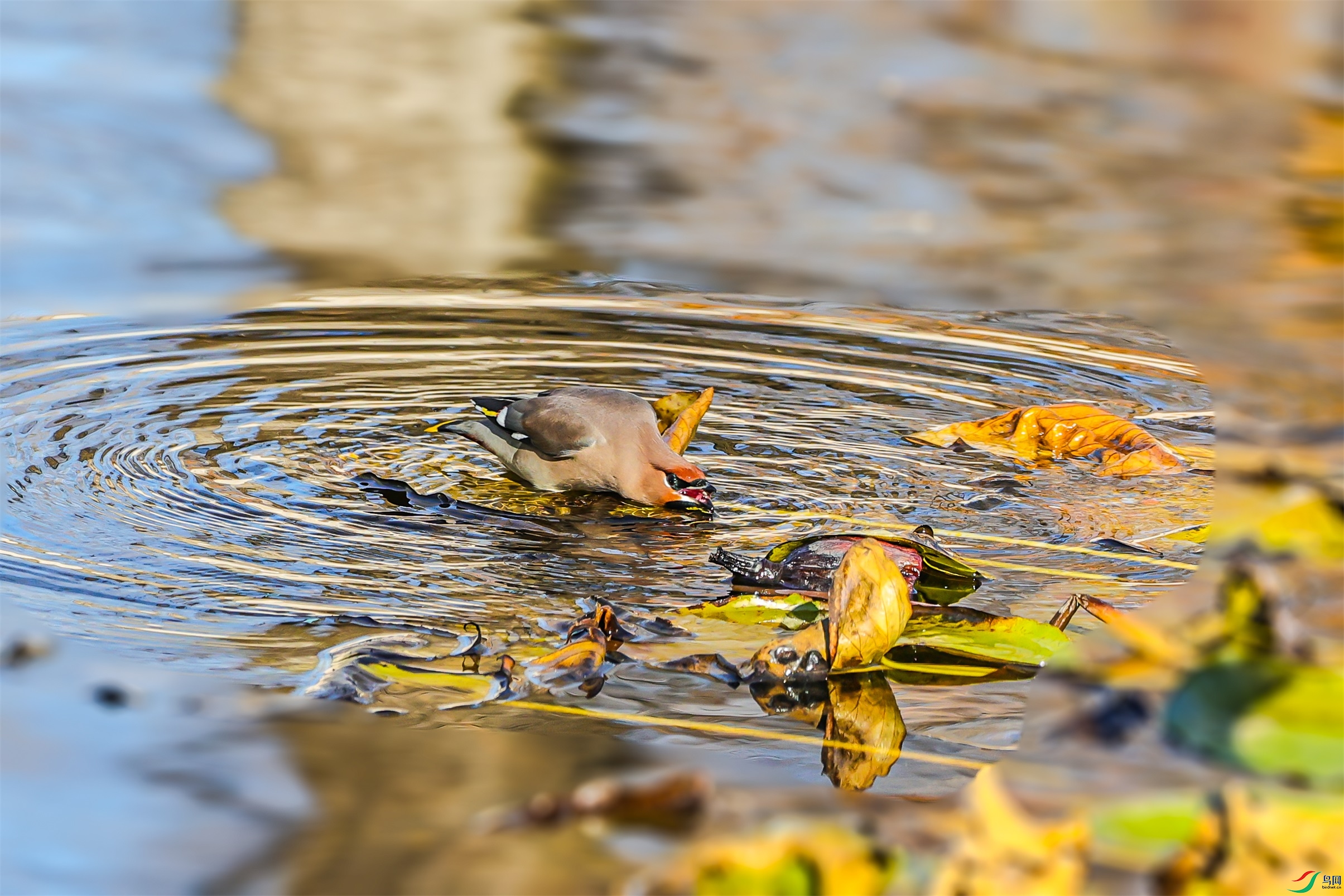 1K3A4627 ����1.jpg