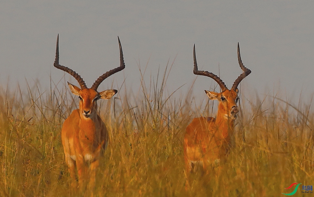 ���޸߽��� .JPG