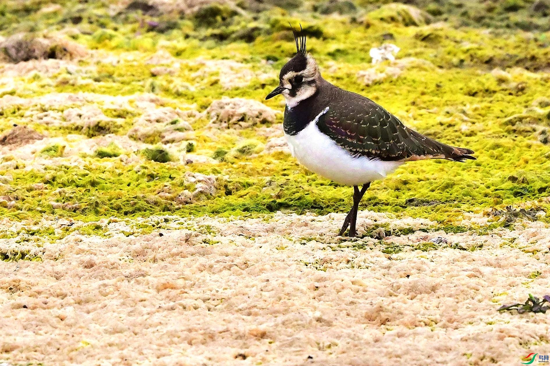 DSC_8187_����.jpg