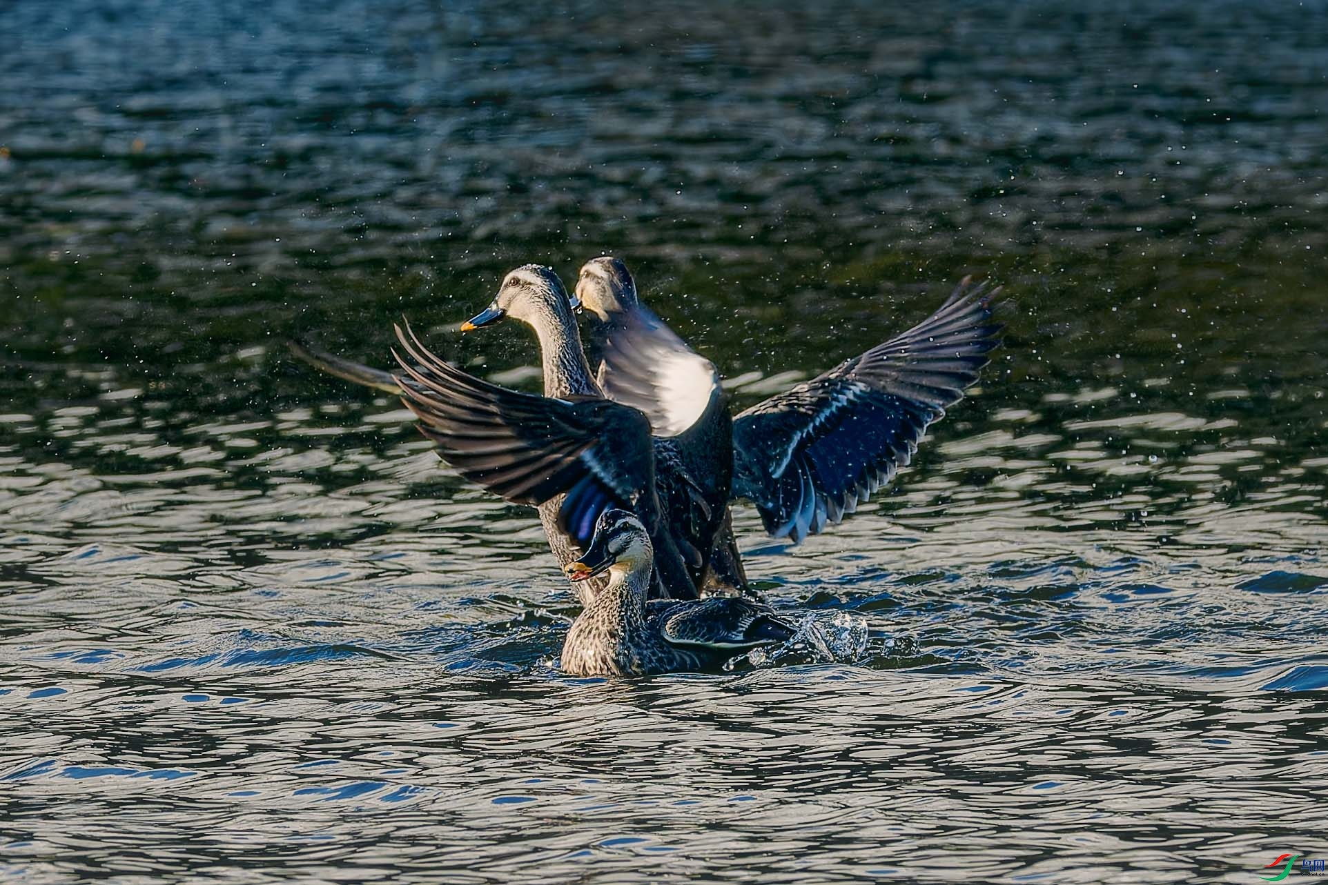 _DSC6295_DxO.jpg