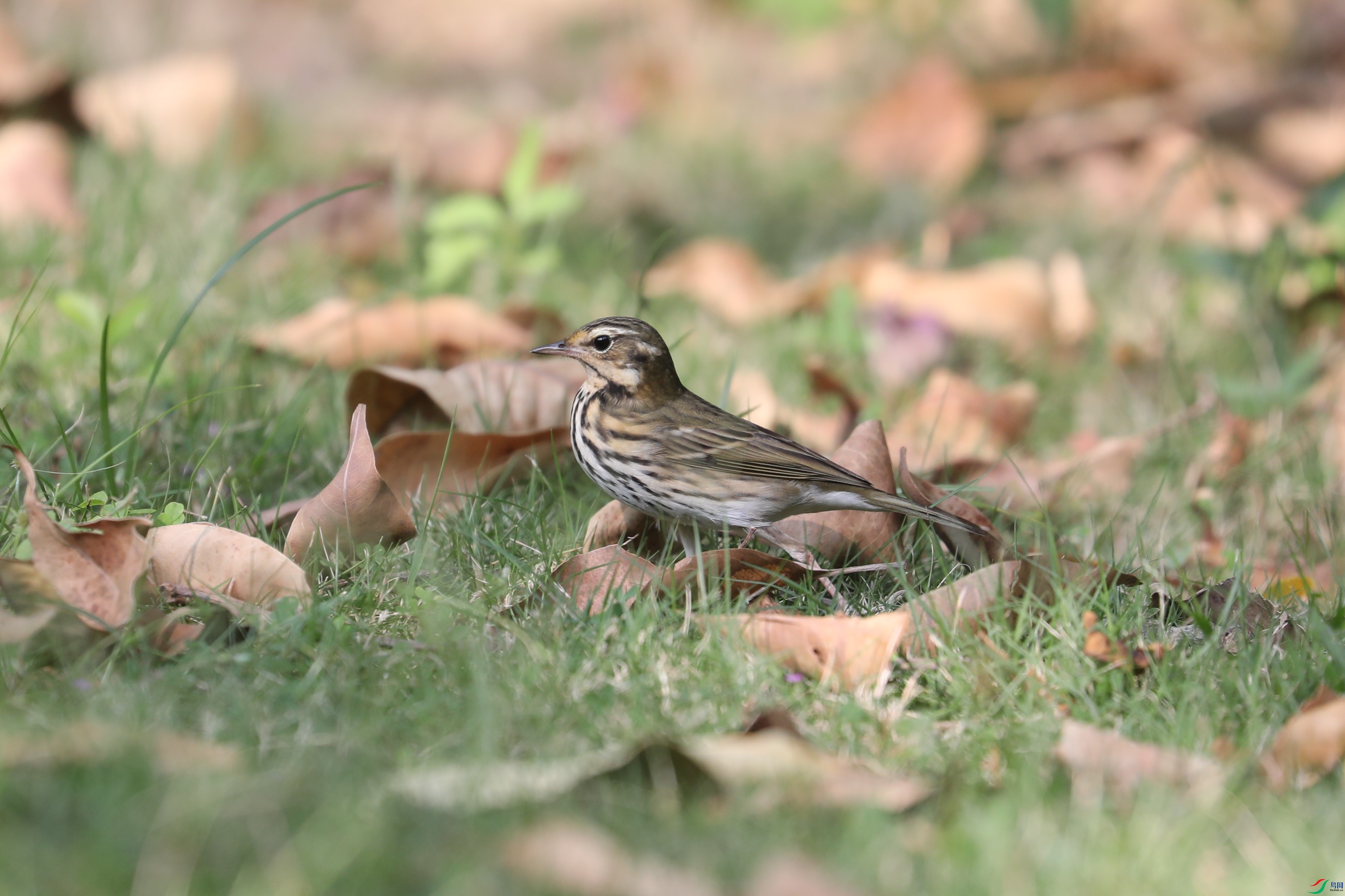BL7A4607.JPG