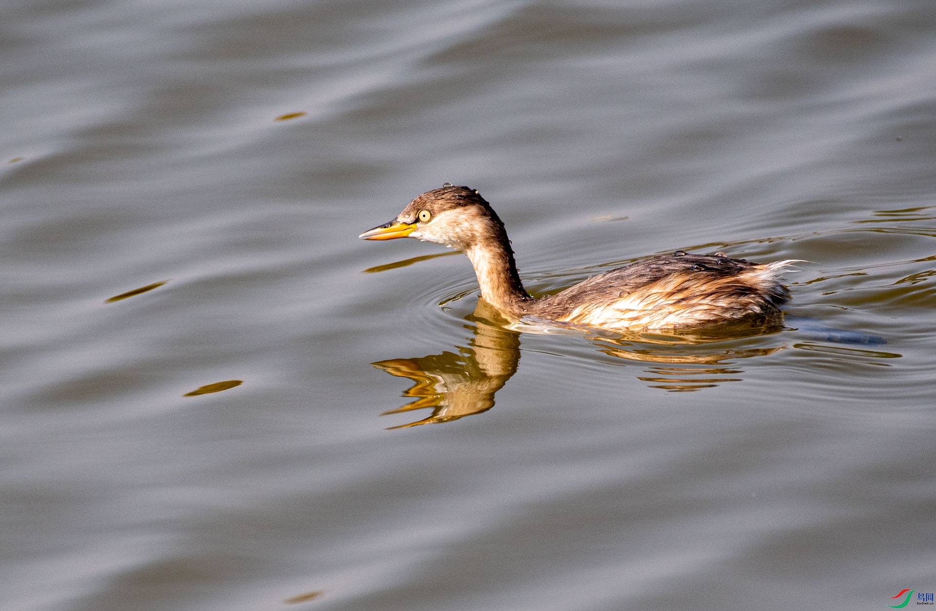 DSC_3411.jpg