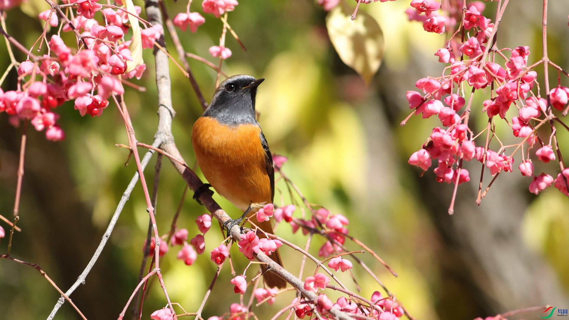 �ʻ�����