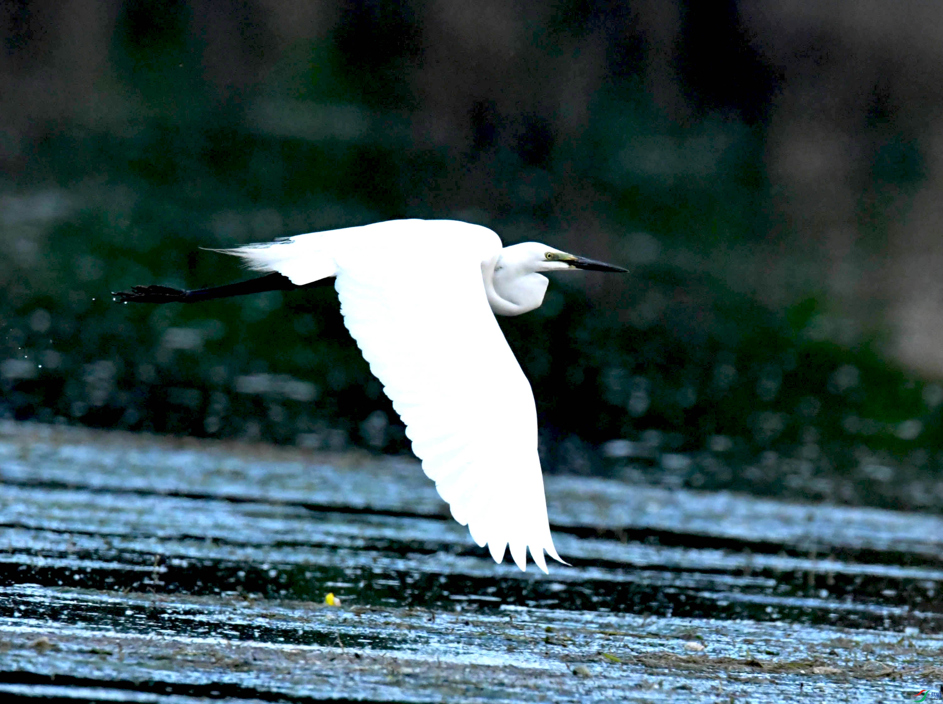 DSC_9578.JPG