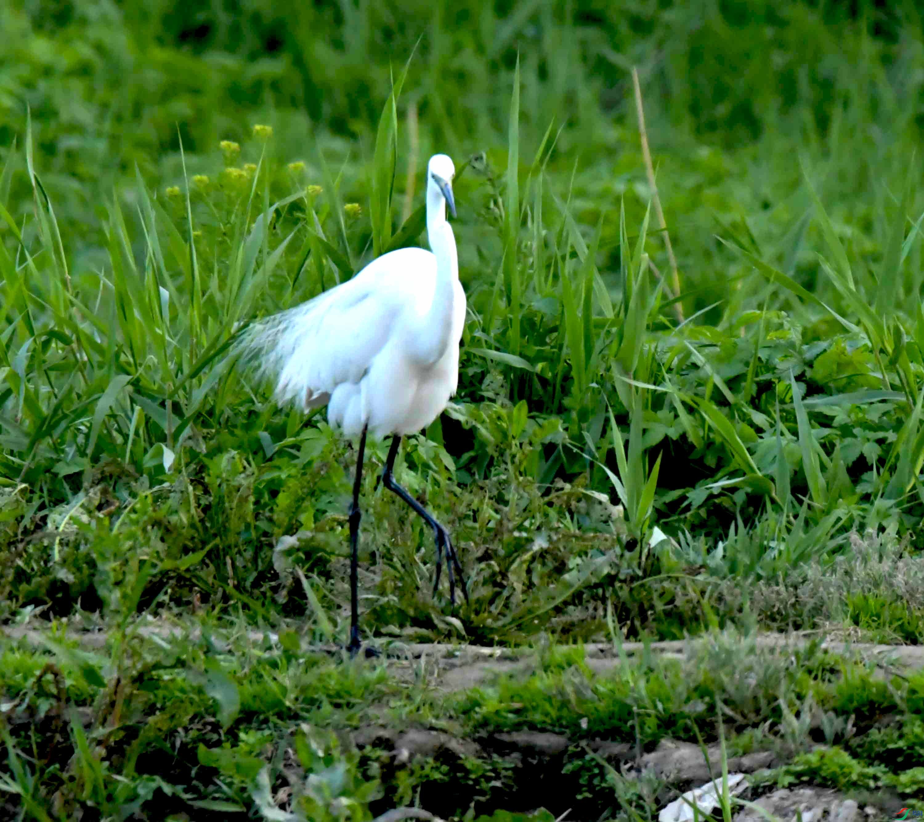 DSC_9584.JPG