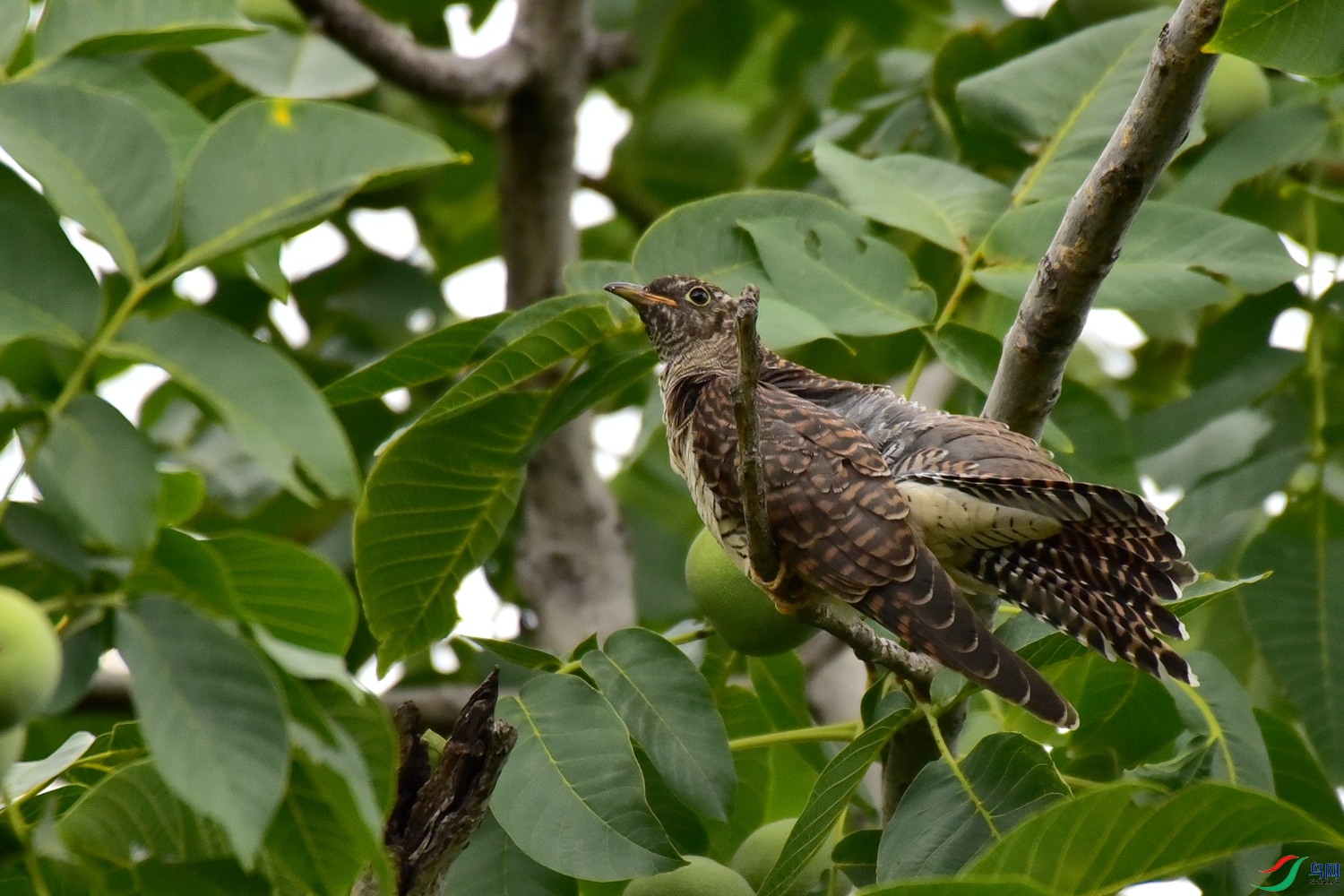 DSC_4036.JPG