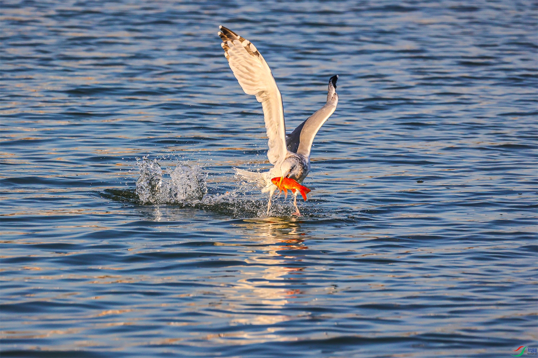 1K3A5844 ����1.jpg