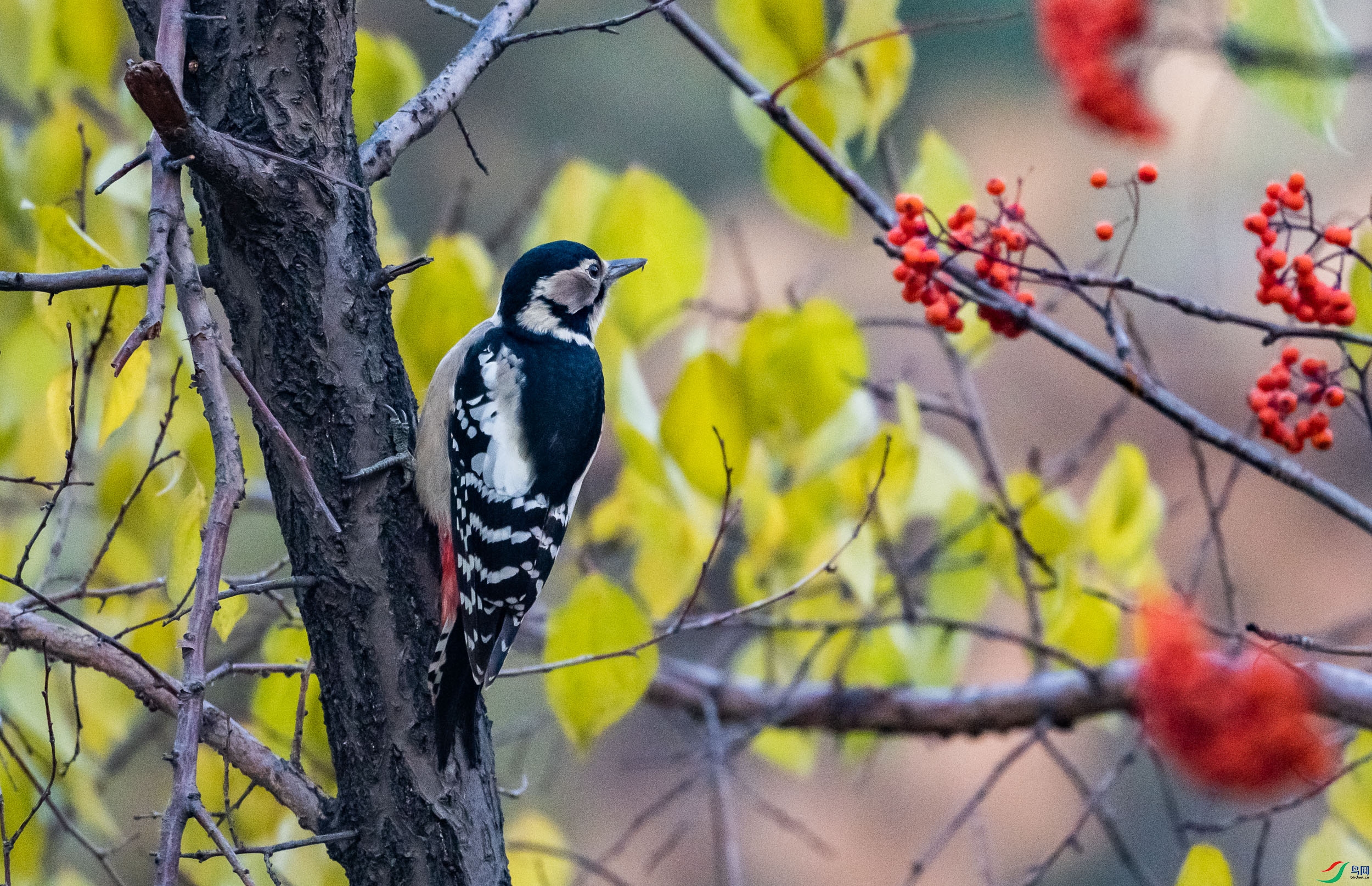 �����ľ��