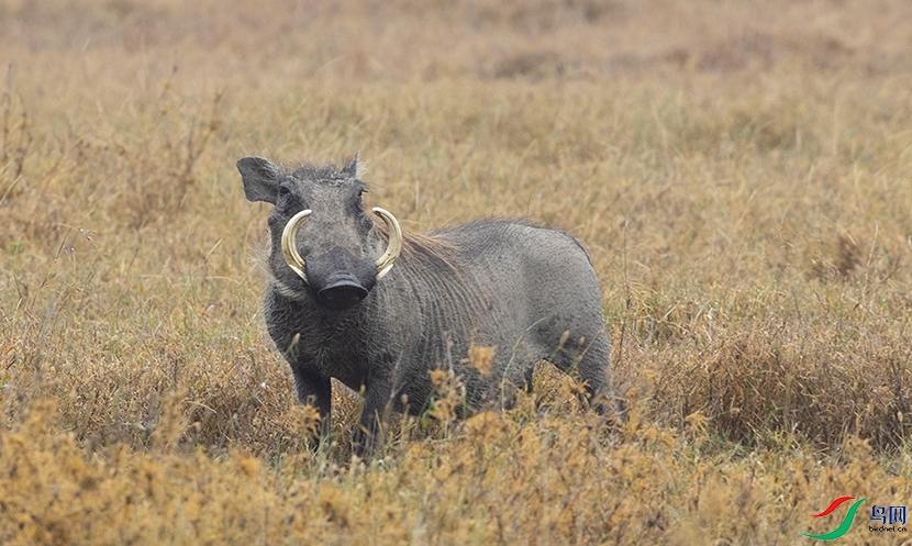 С���� (2).jpg