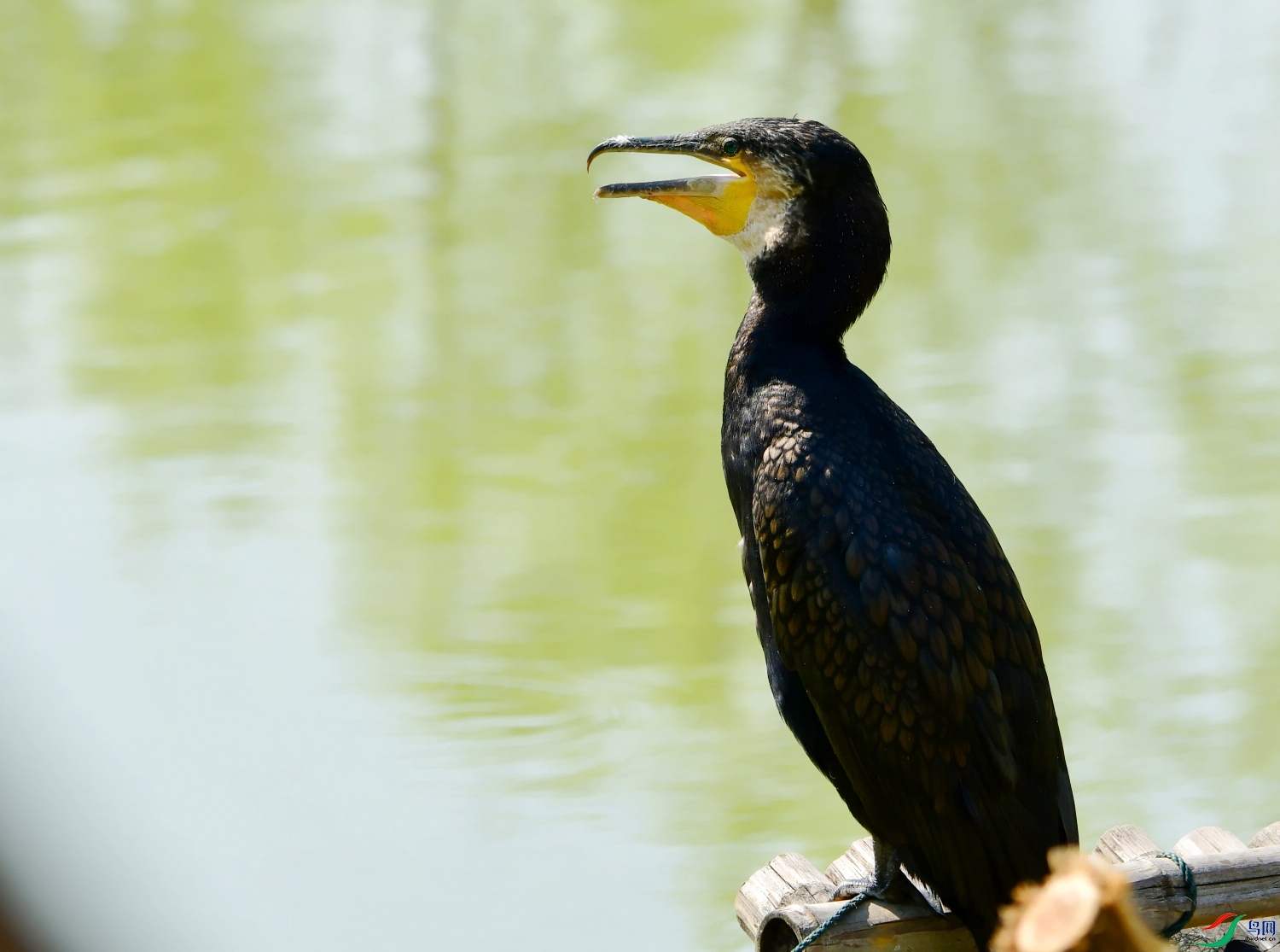 DSC_9047---_conew1.jpg