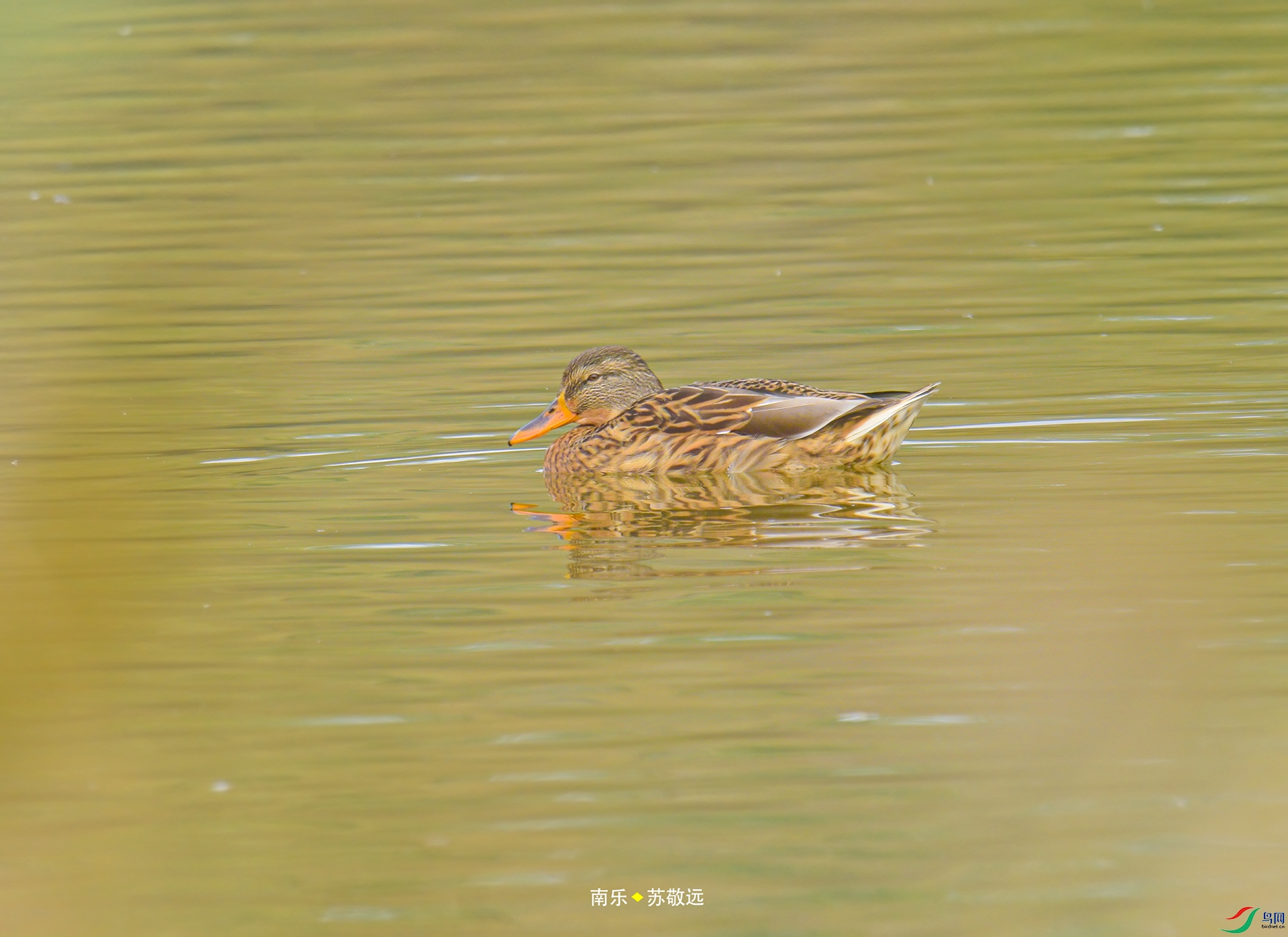 _DSC1555С.jpg
