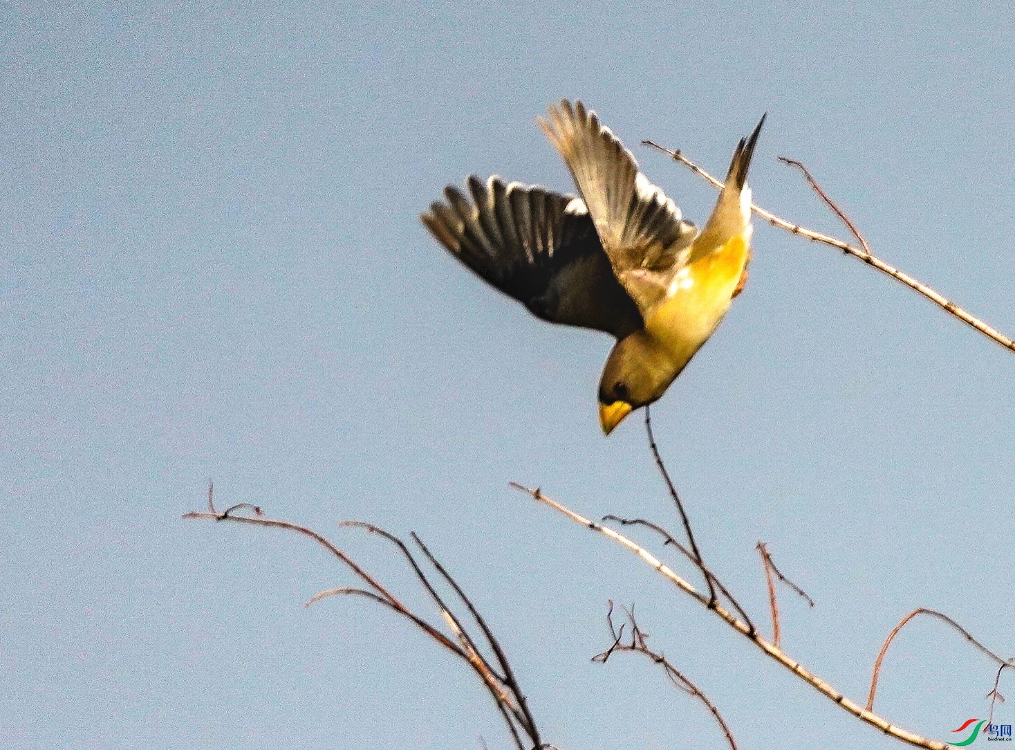 045DSC03797_1_����.jpg
