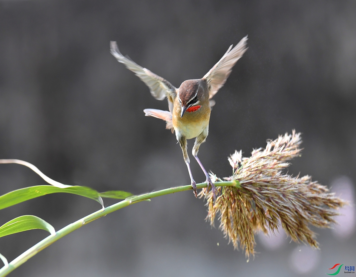 DSC_8059 - ����.JPG