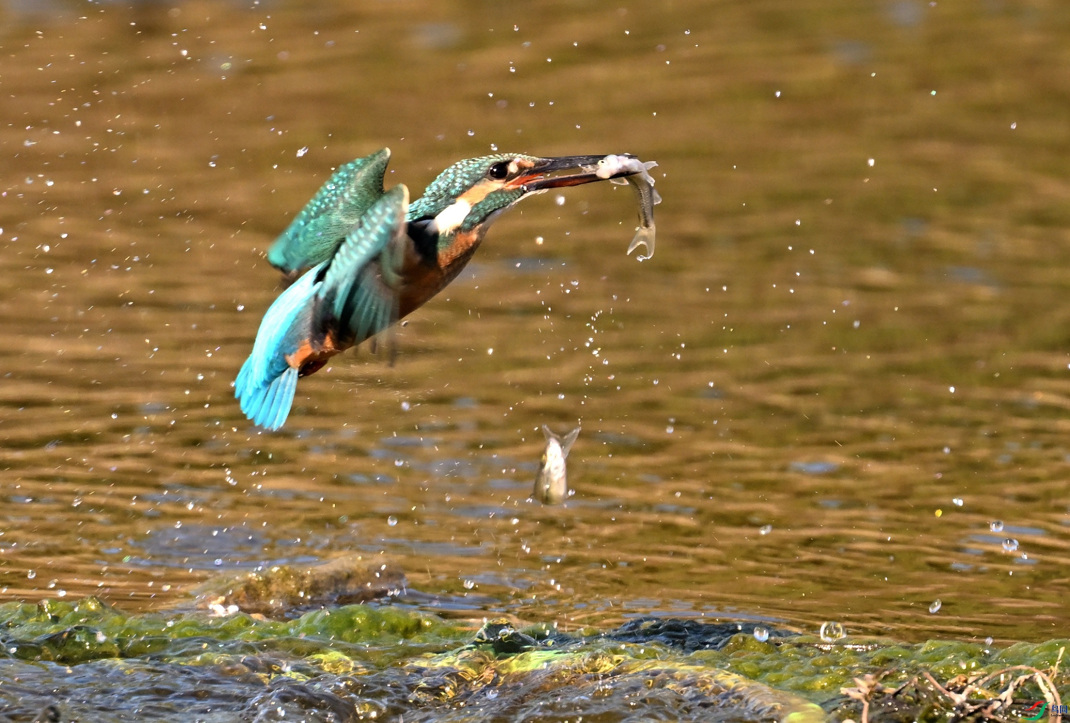 DSC_0086_03.JPG