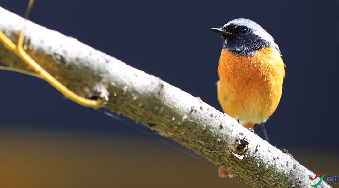 Ư����С��