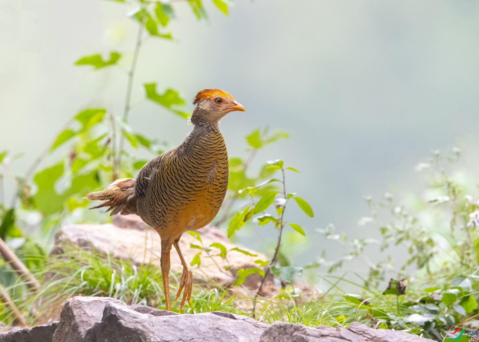 0001 ����-2.jpg