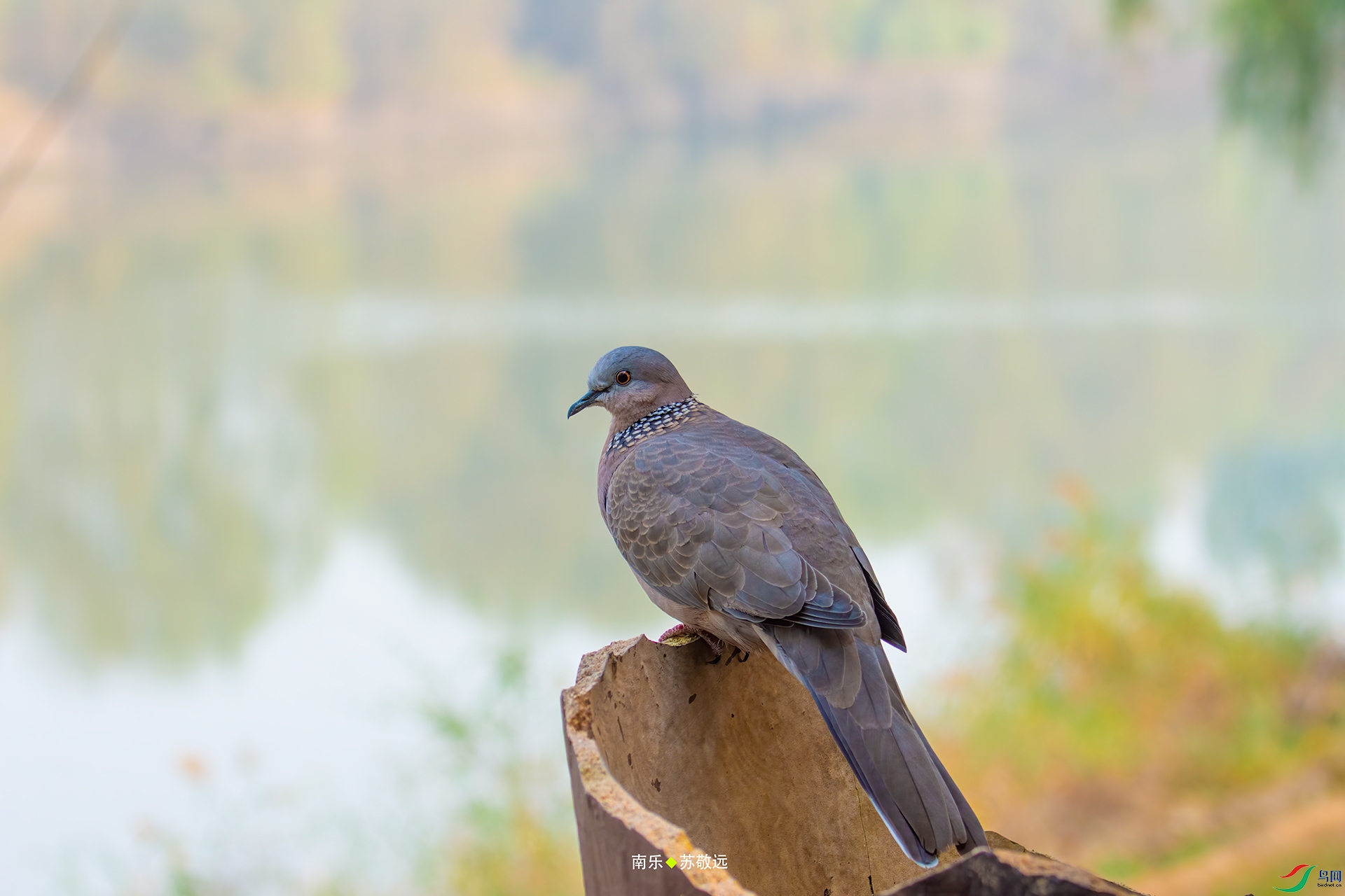 _DSC1679С.jpg