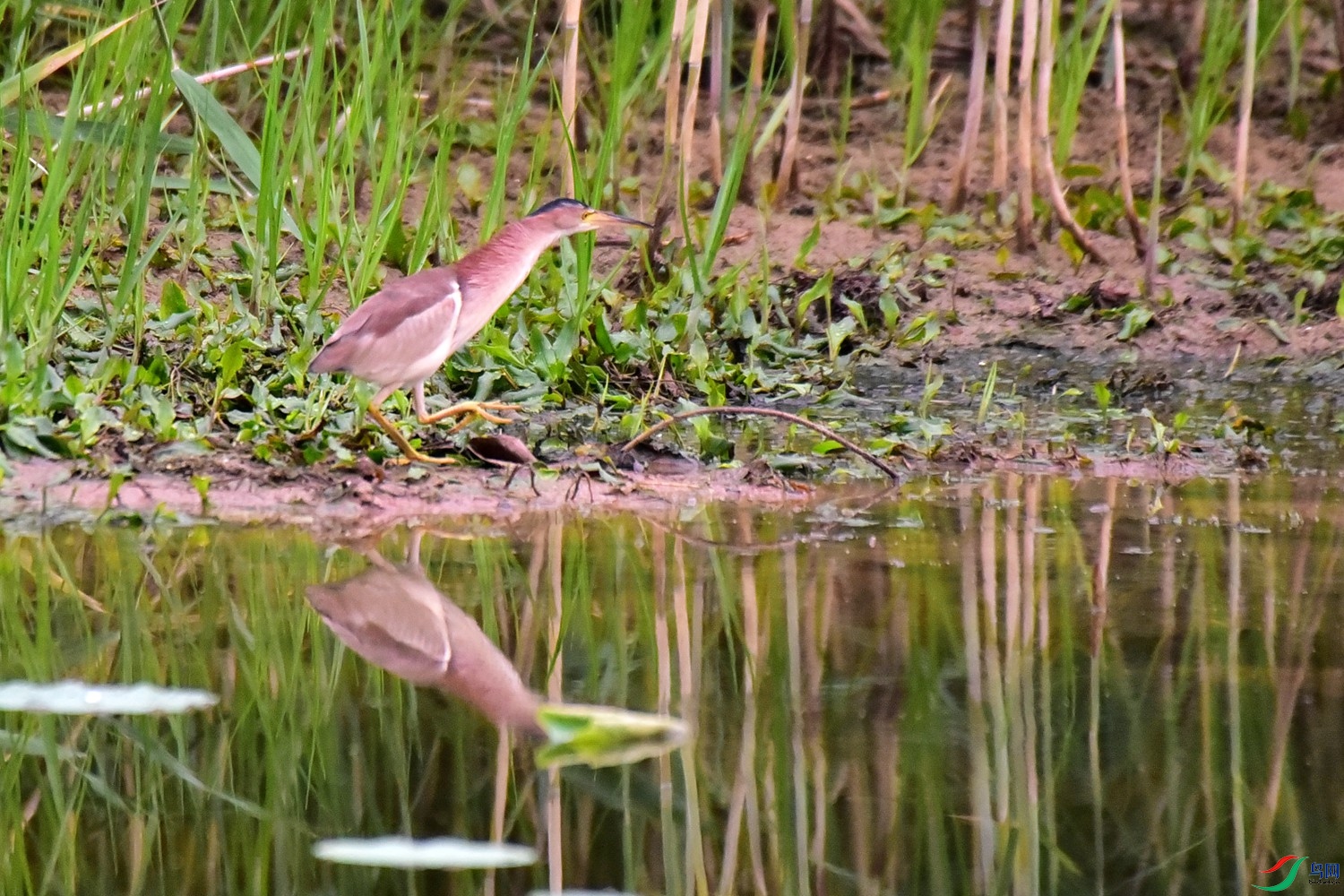 DSC_5271.JPG