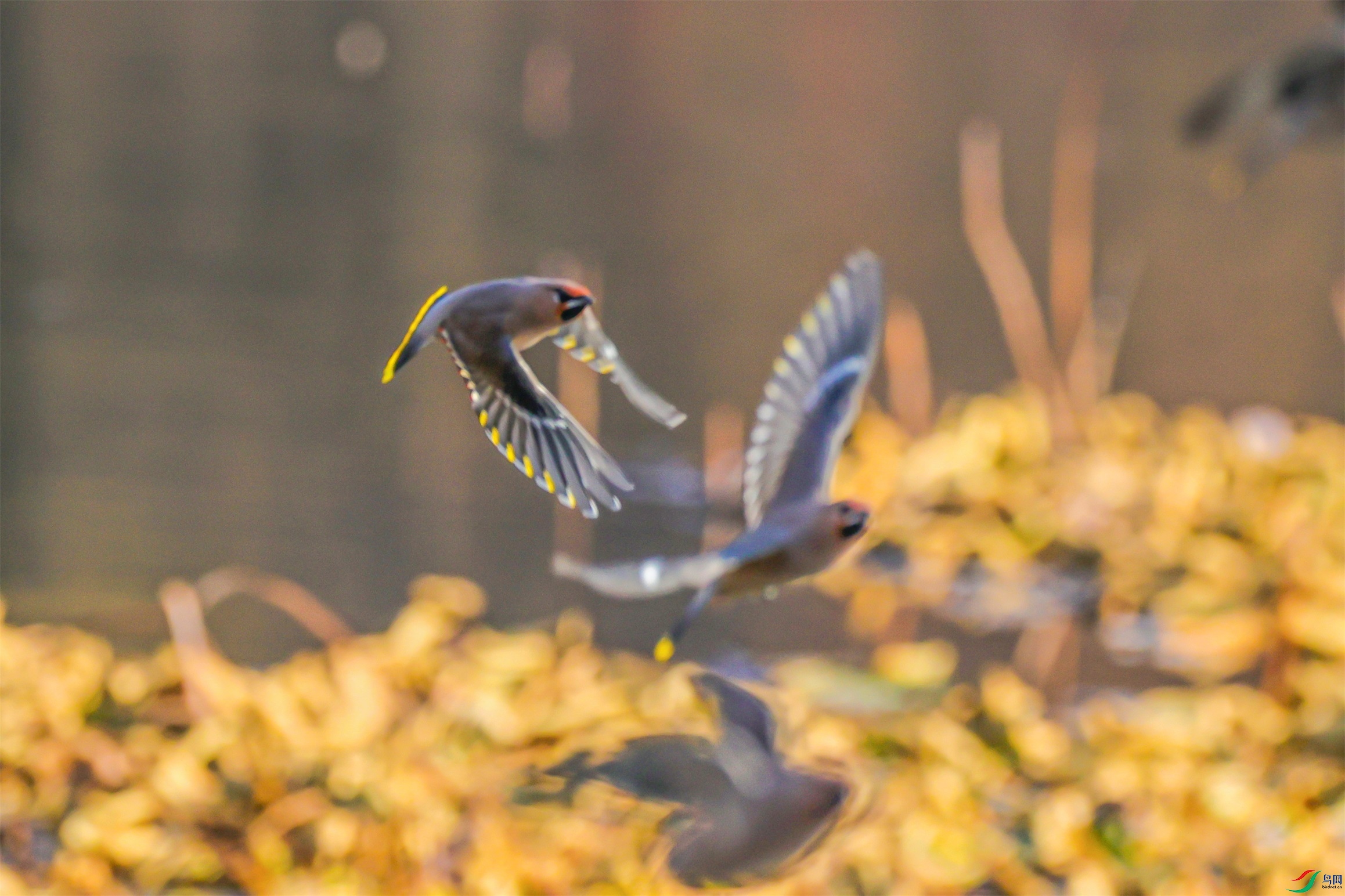 1K3A6811 ����1.jpg