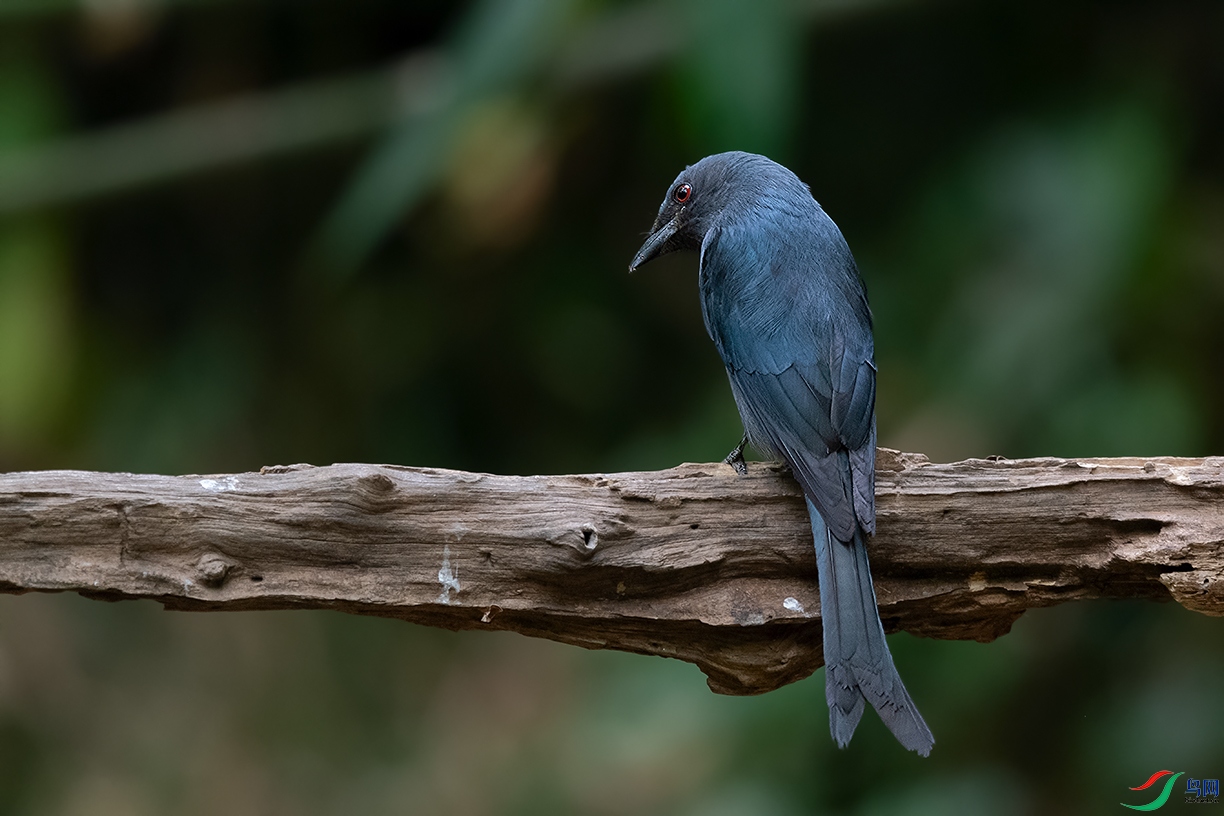 DSC_7564_DxOa.jpg