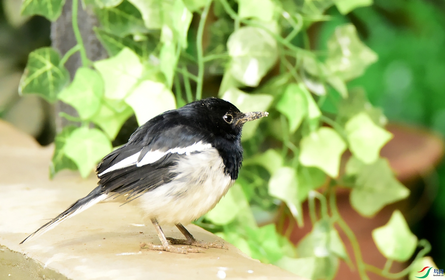 _DSC0426_conew1.jpg