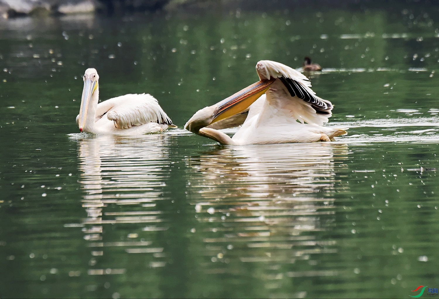 _DSC0152_conew1.jpg