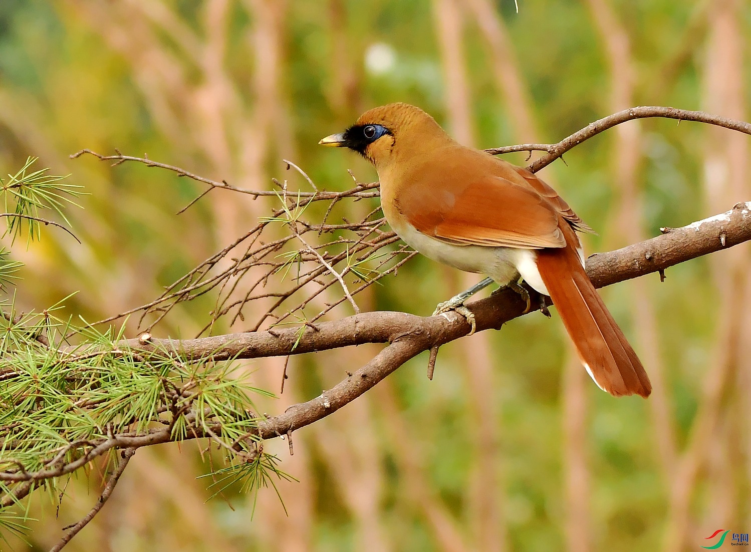 DSC_0573_conew1.jpg