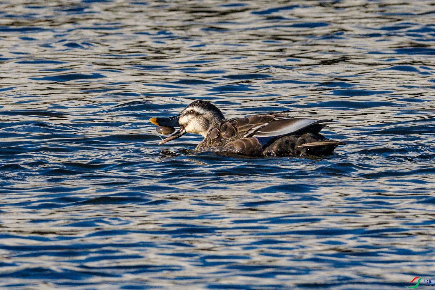 _DSC6223_DxO.jpg