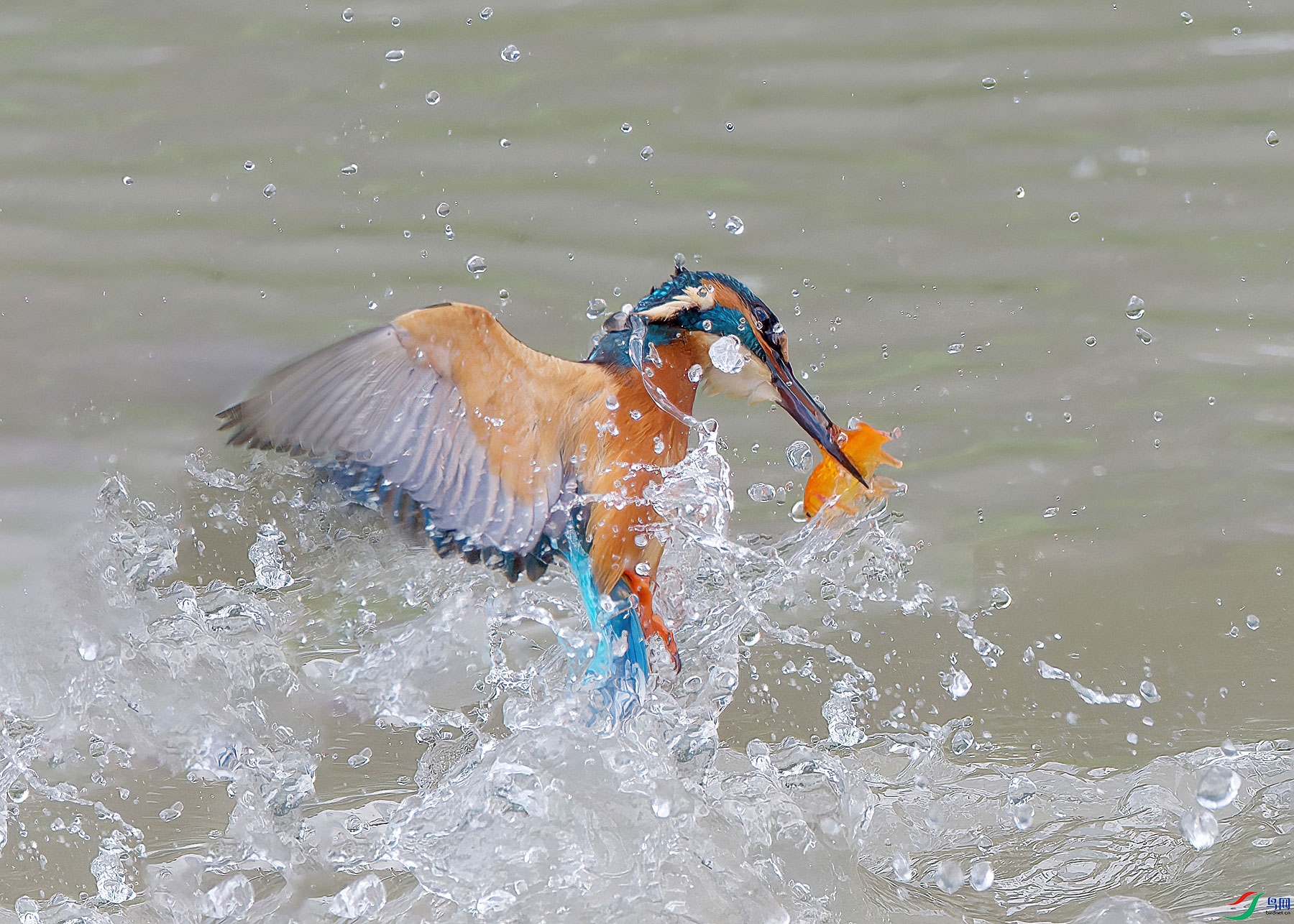 PLIU3934.jpg