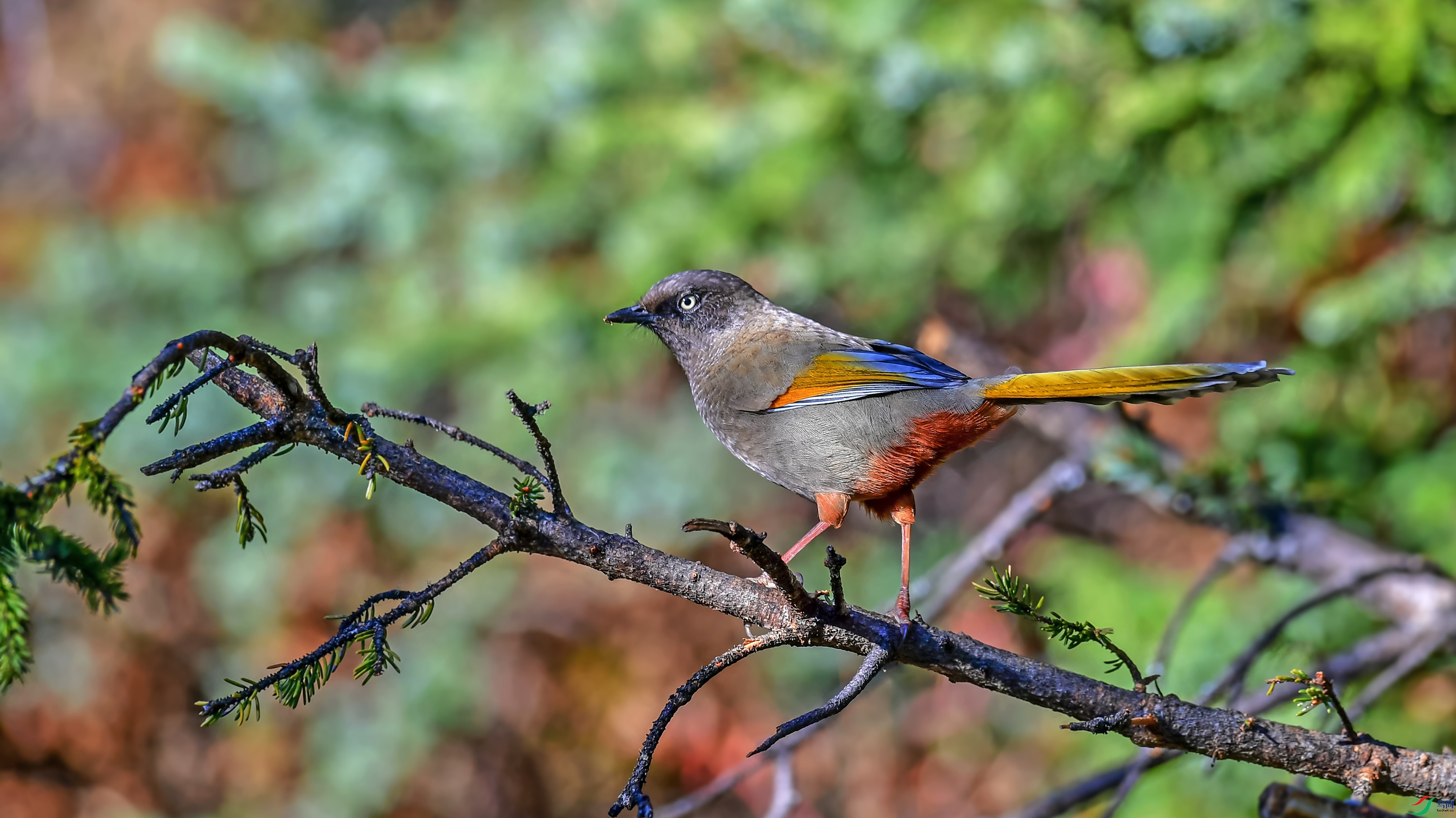 DSC_3684_��ͼ��.jpg--www.jpg