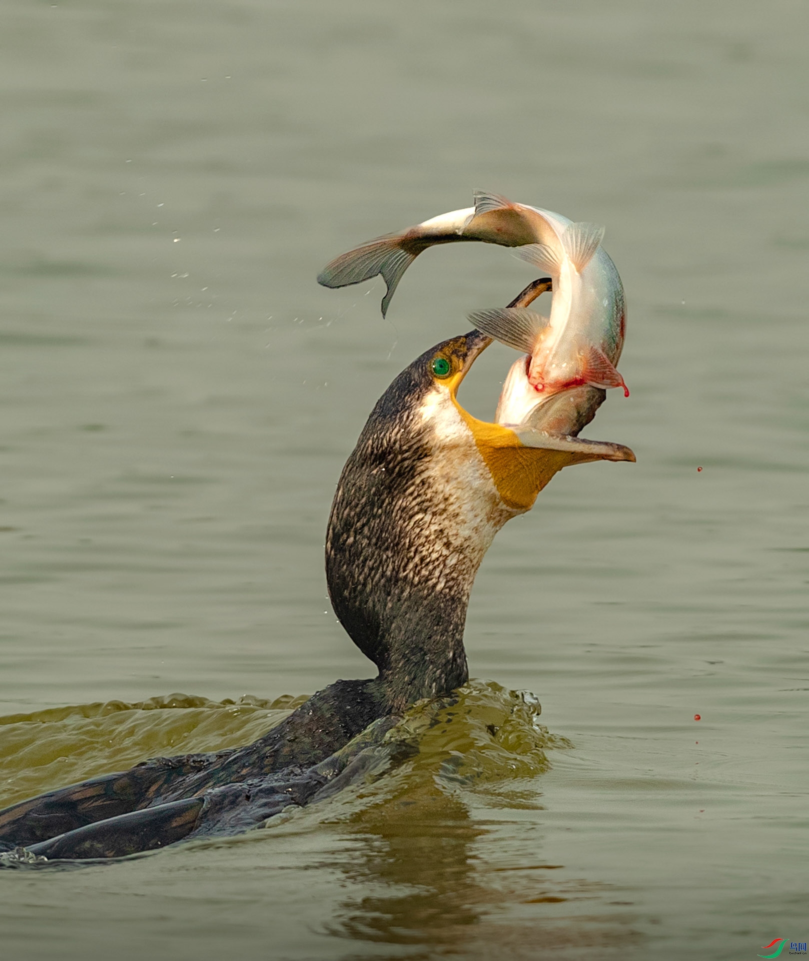 _40I8717 ����.JPG