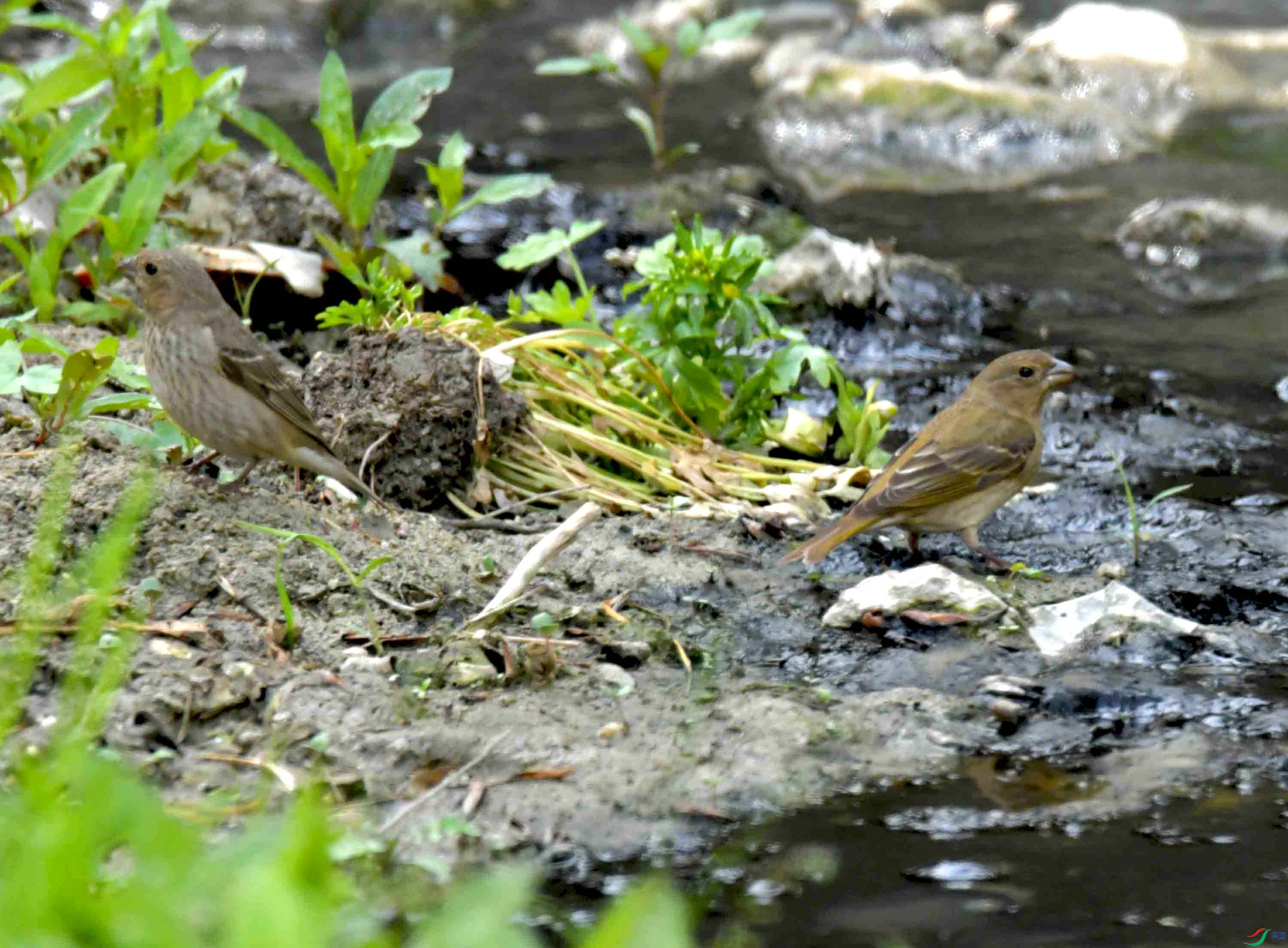 DSC_7879.JPG