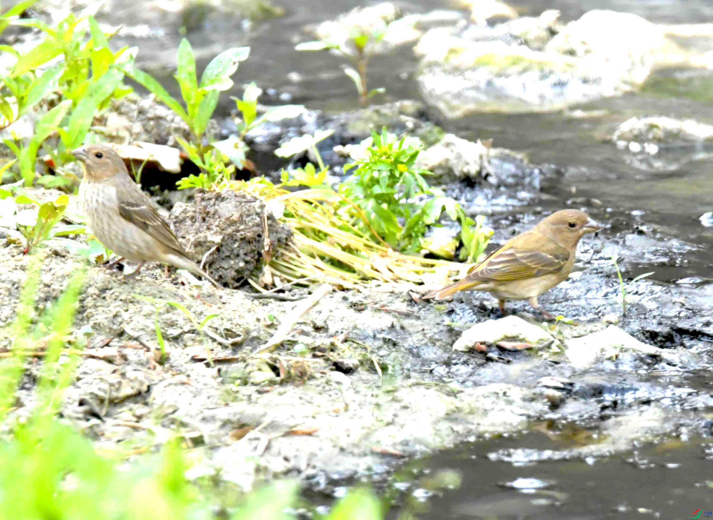 DSC_7887.JPG