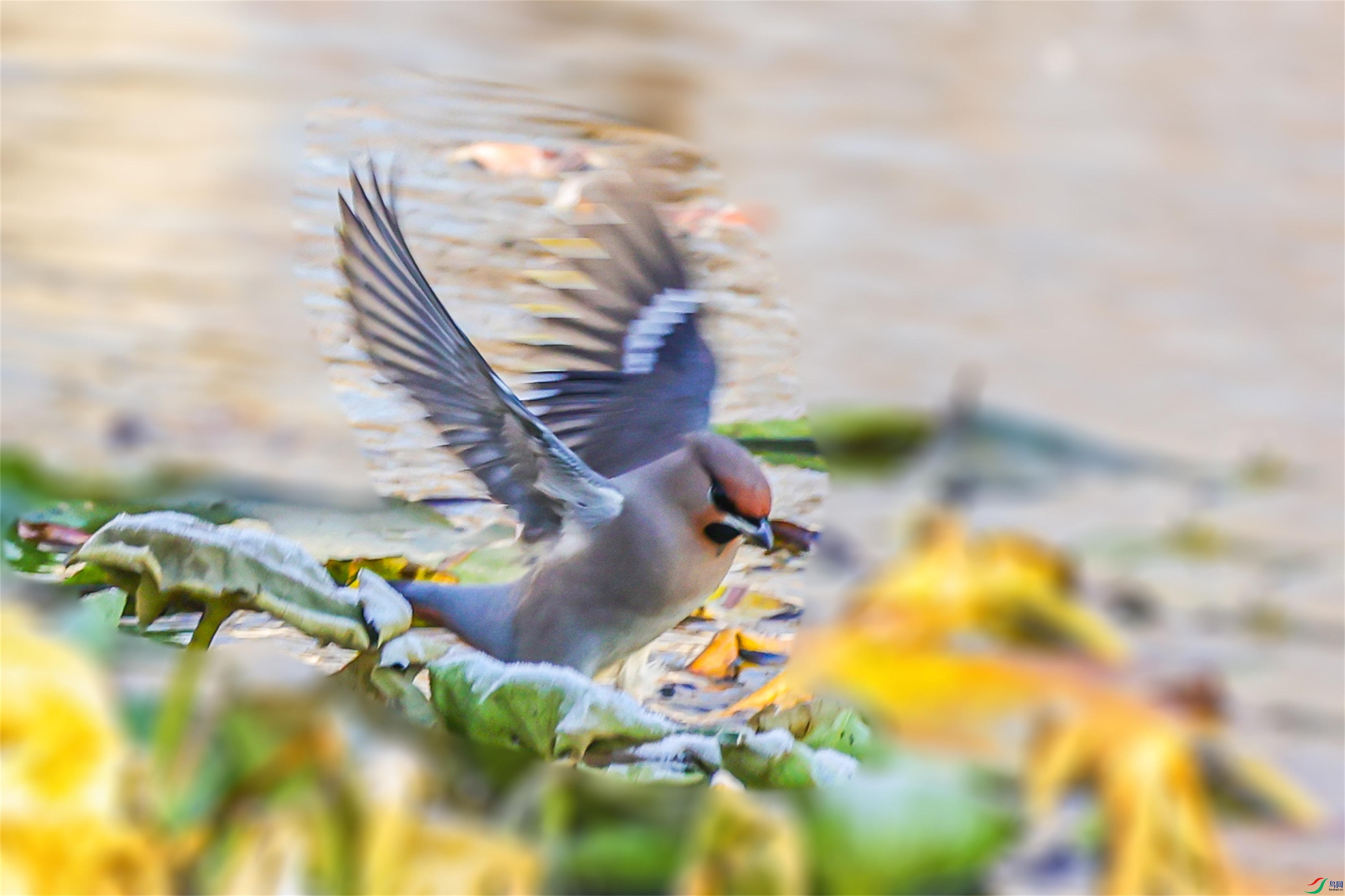 1K3A3376 ����1.jpg