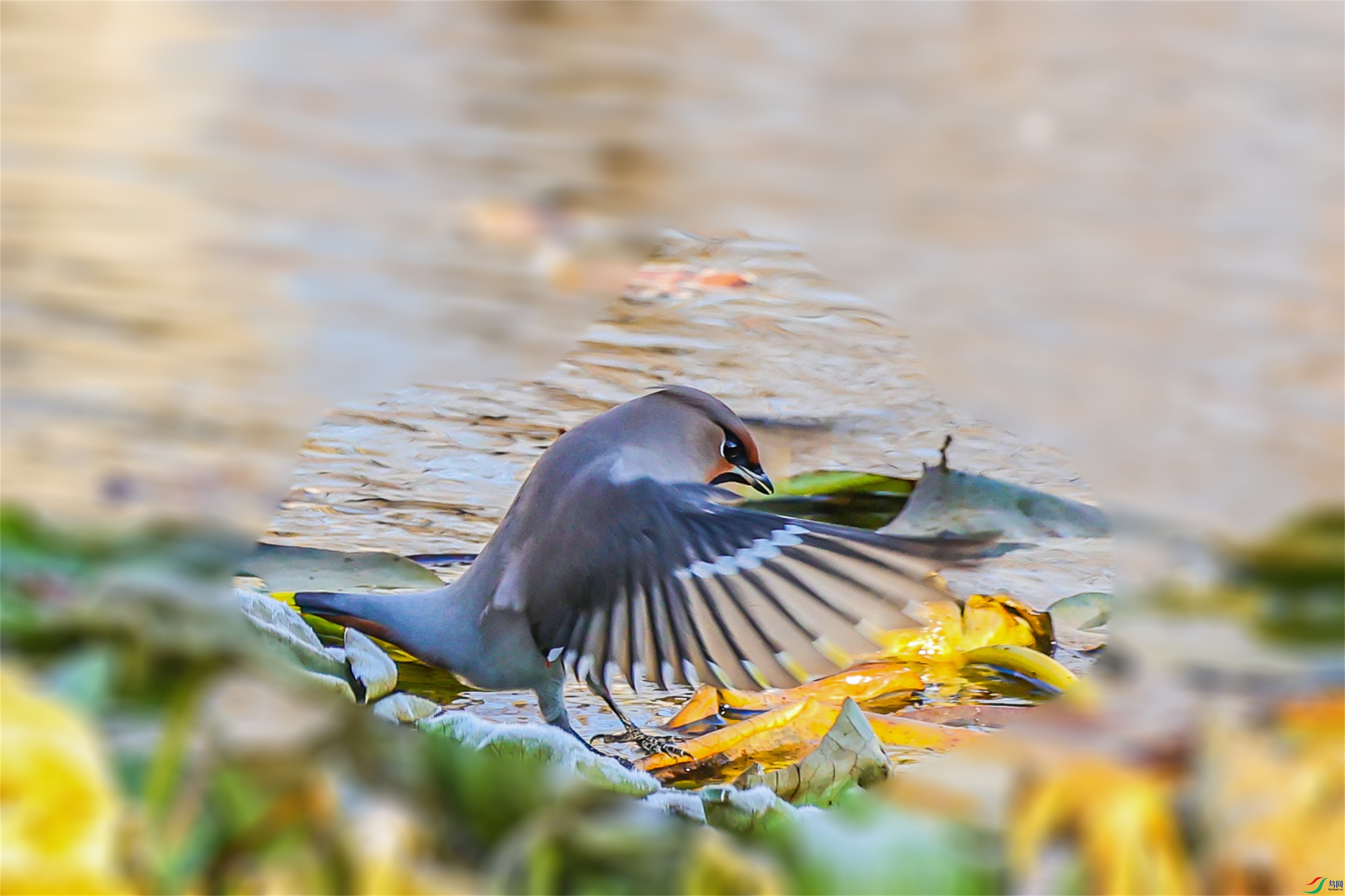 1K3A3372 ����1 ����1.jpg