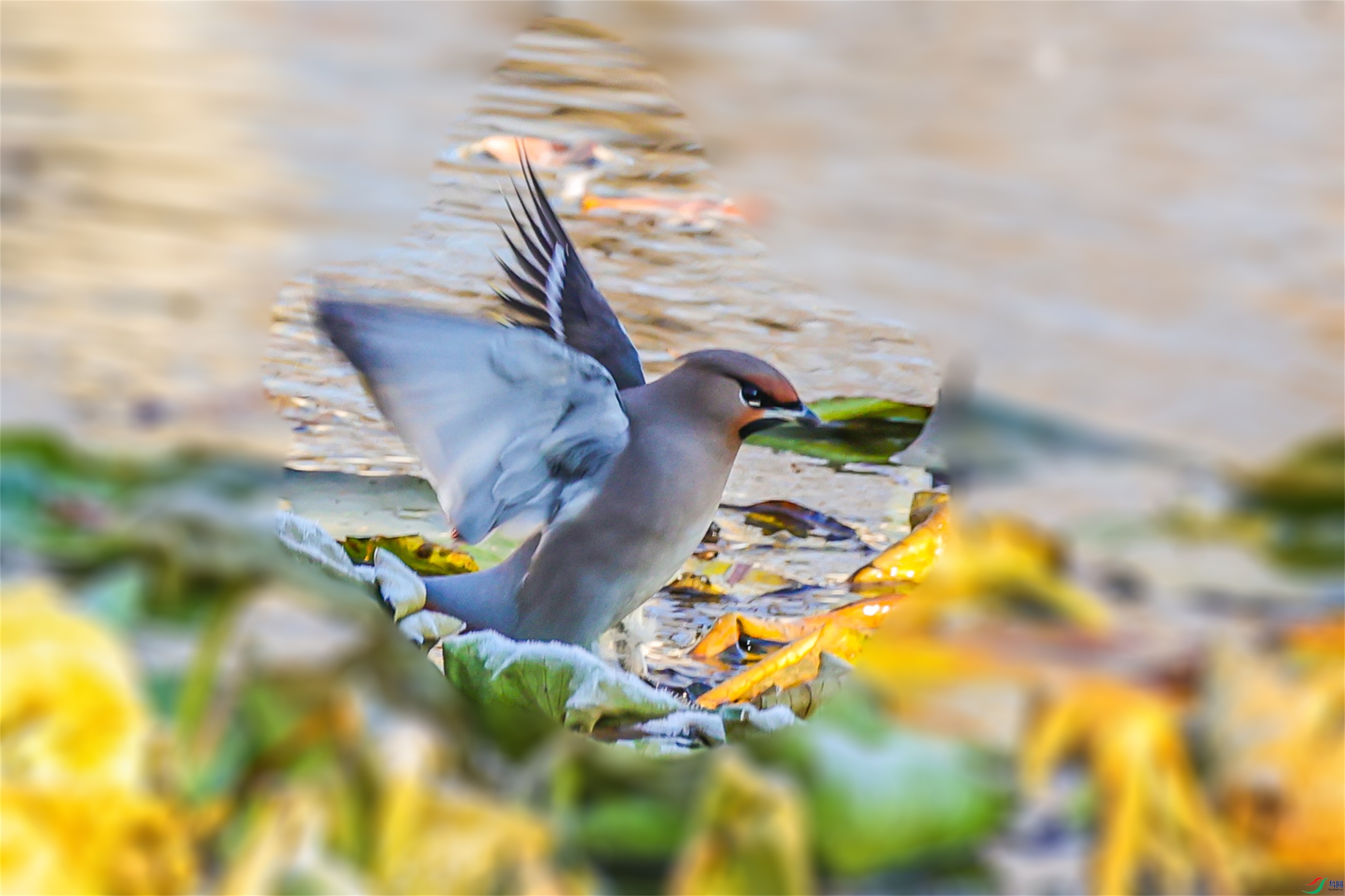 1K3A3374 ����1.jpg