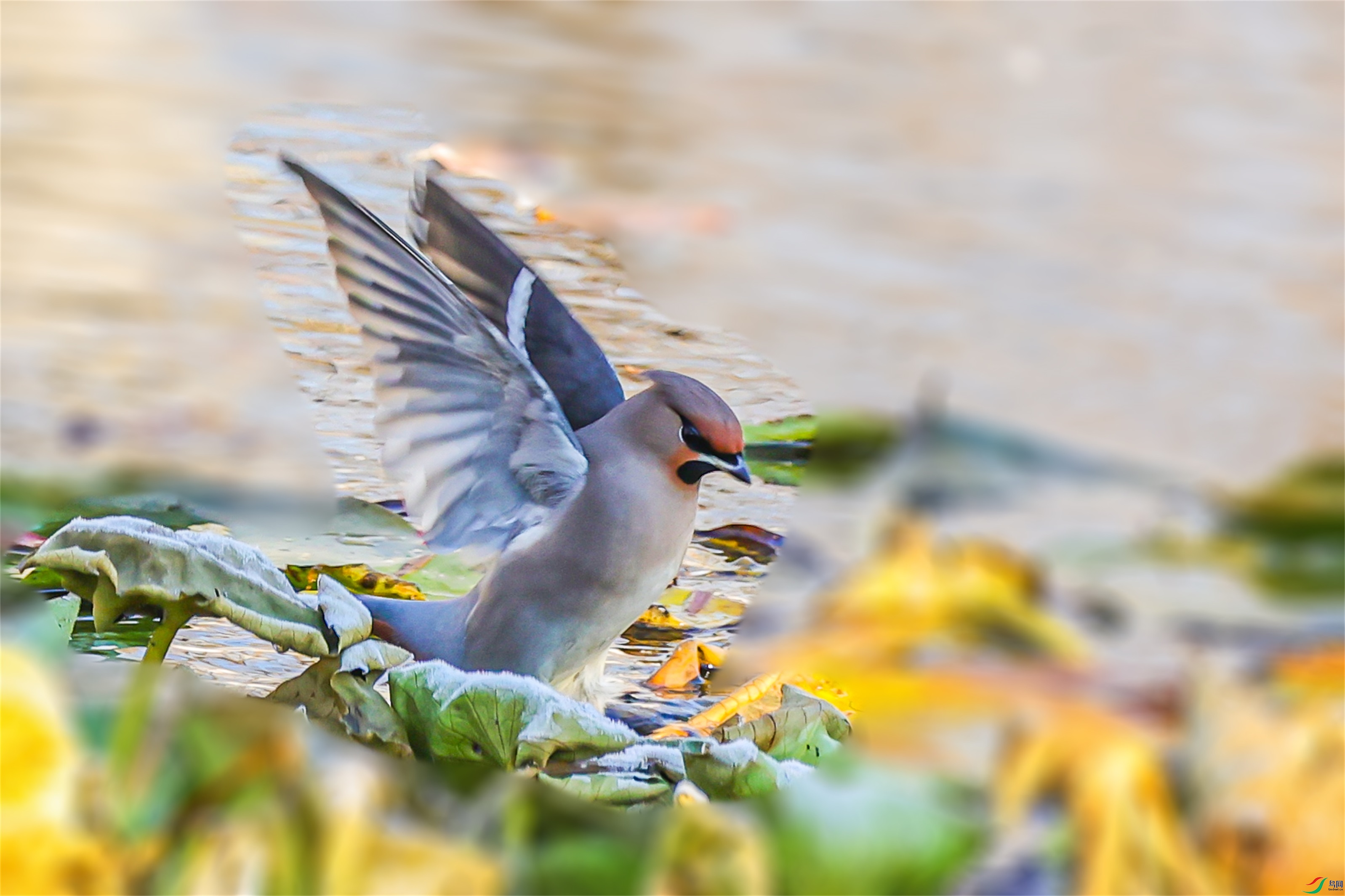 1K3A3375 ����1.jpg