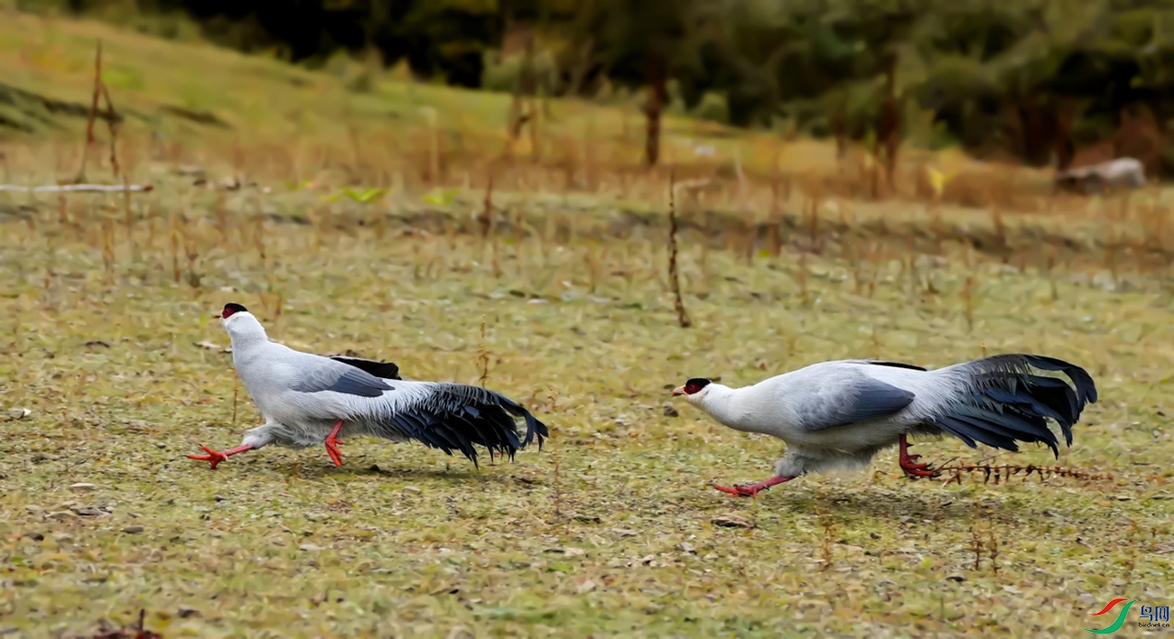 ���İ�����