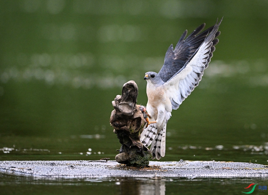 һ�����š�