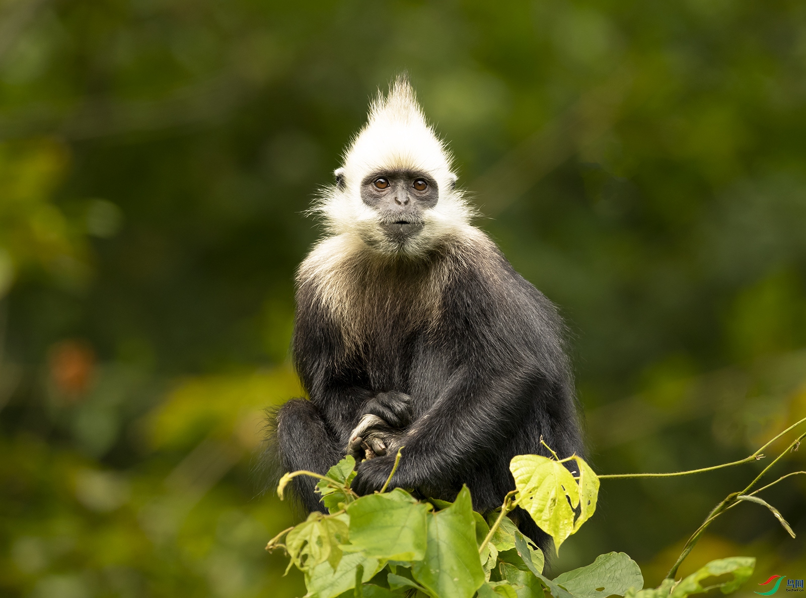 ���^�~�� White-headed Black Langur_DSC7179 ��.jpg