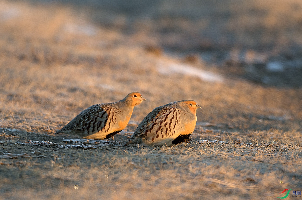 DSC_1852.jpg