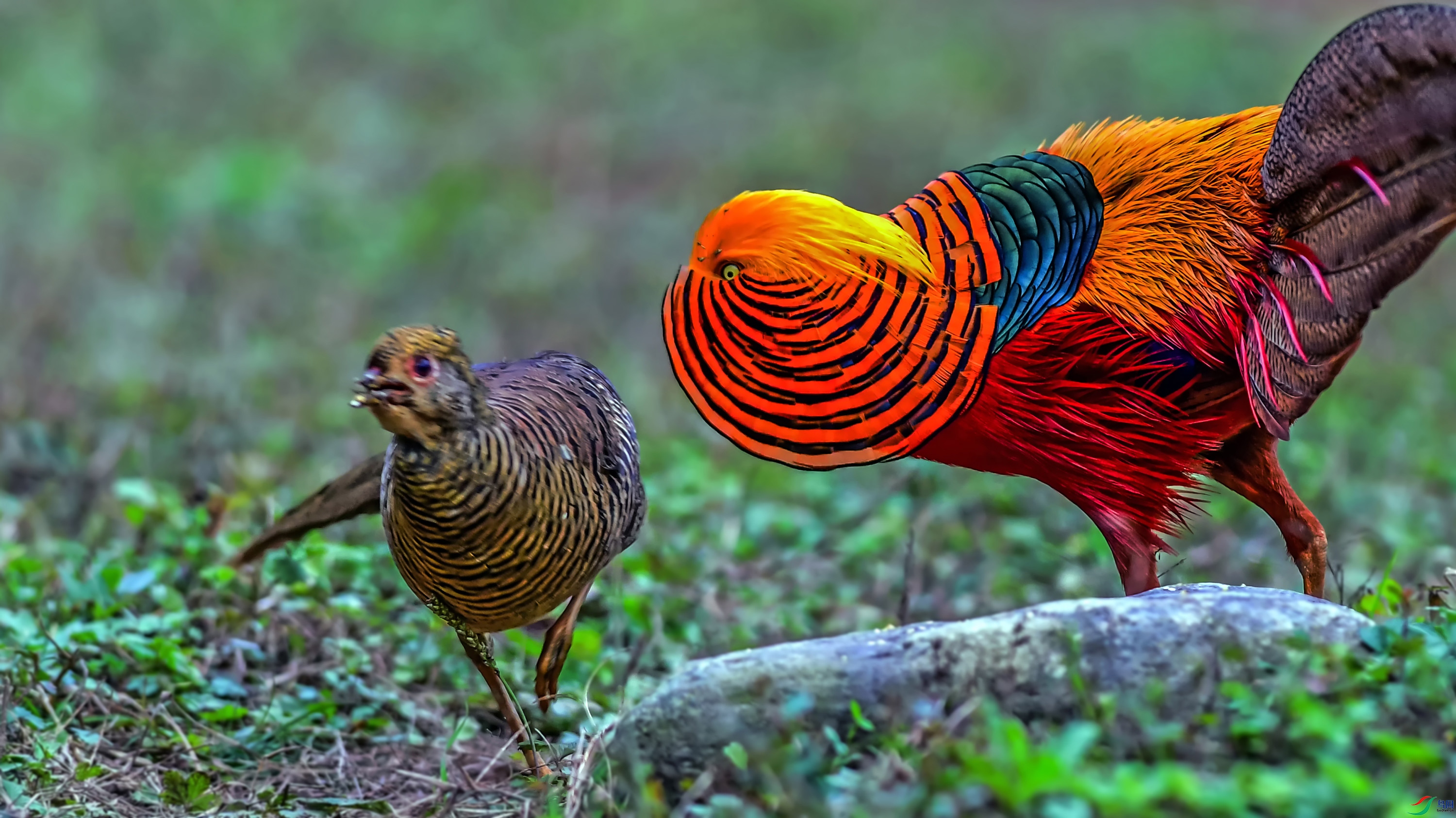 DSC_4683_��ͼ��.jpg-6.jpg