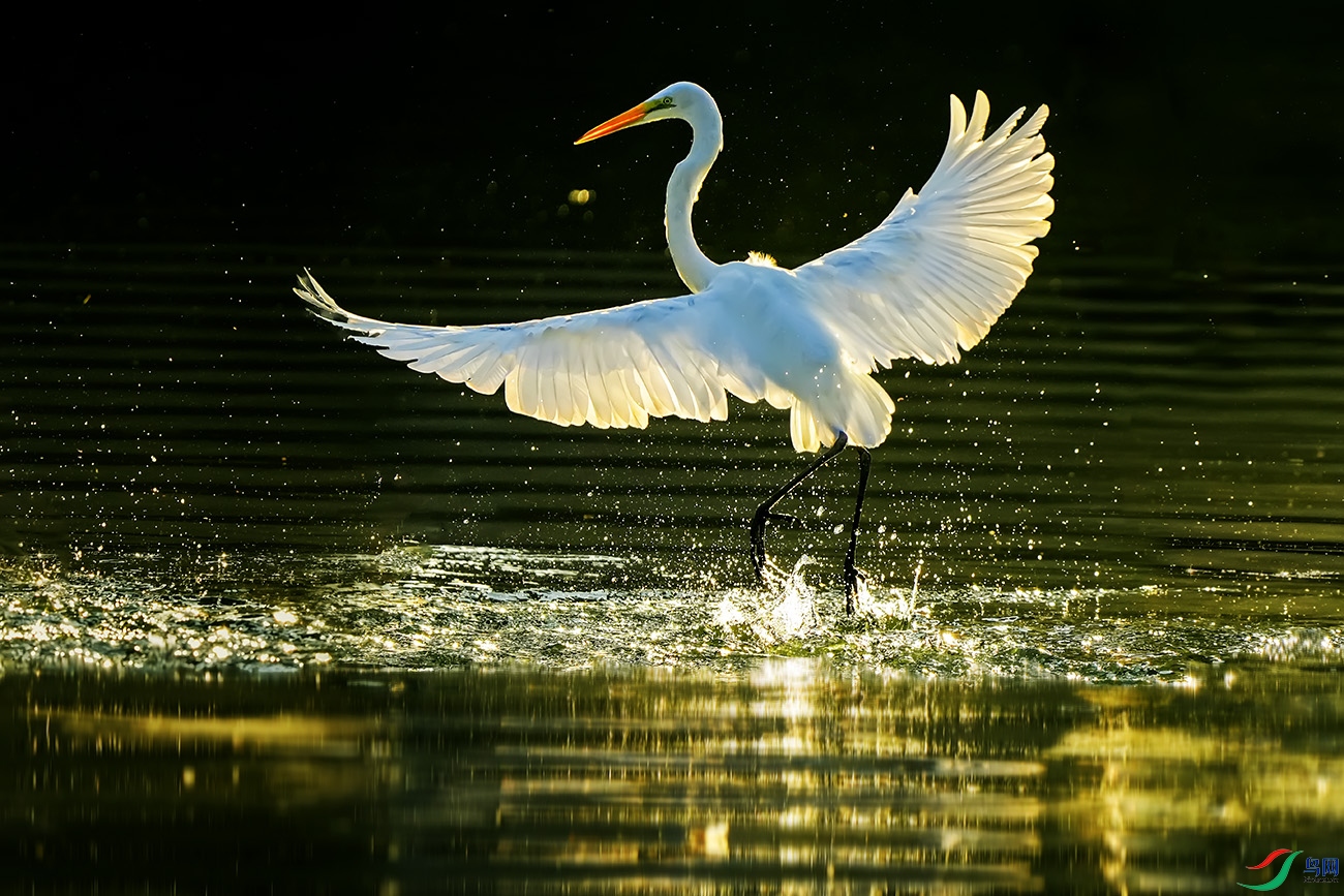 DSC00063 ����.jpg