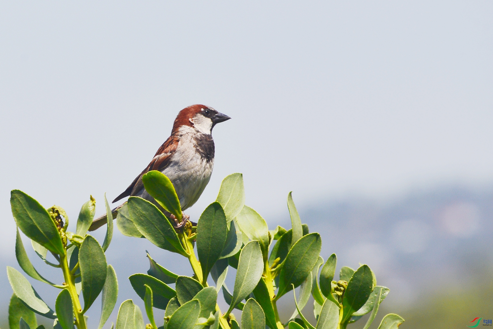DSC_9686_����.jpg