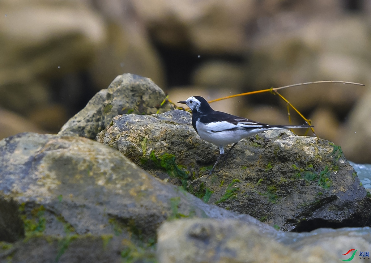 DSC_0677.JPG