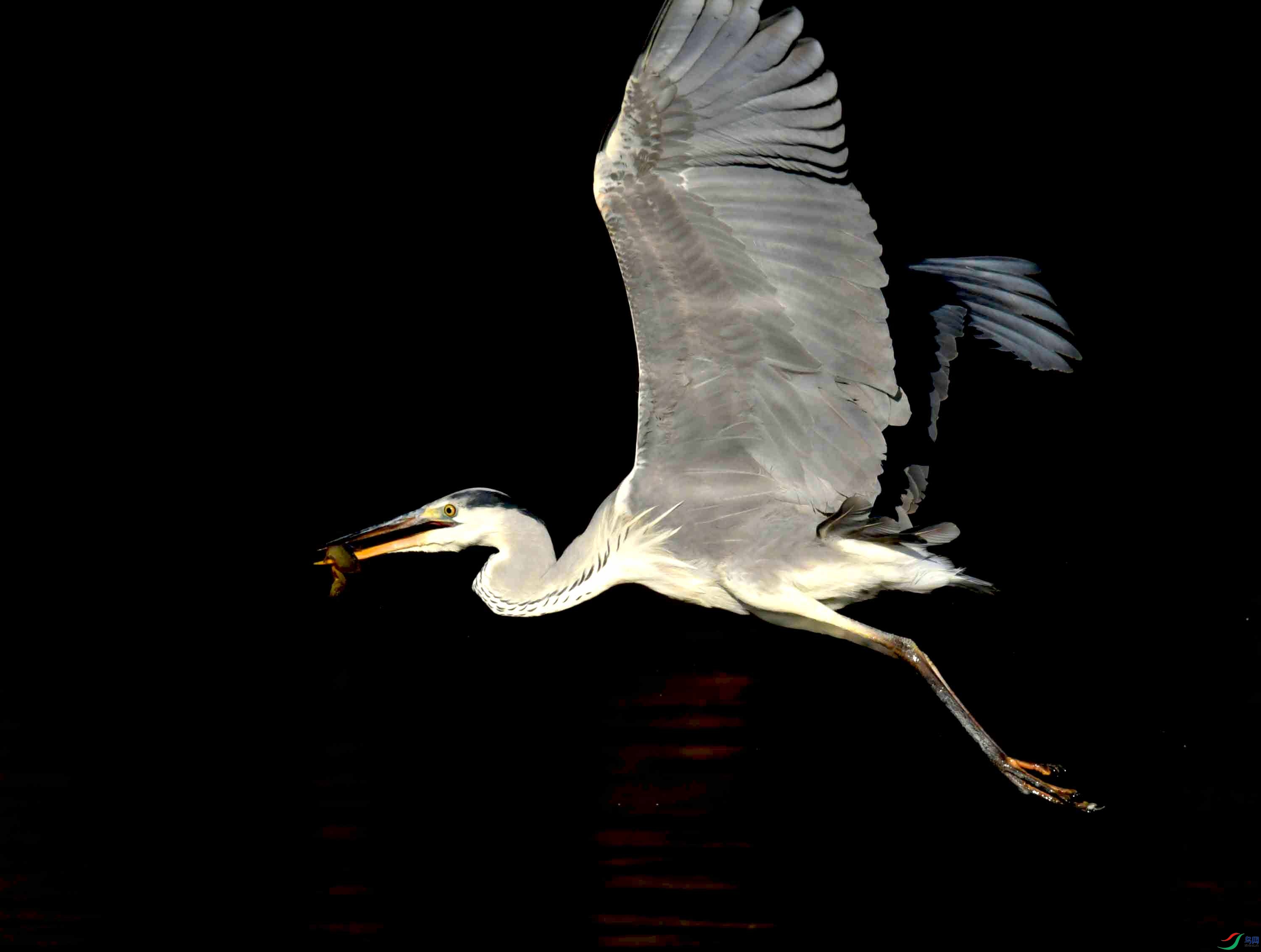 DSC_0502.JPG