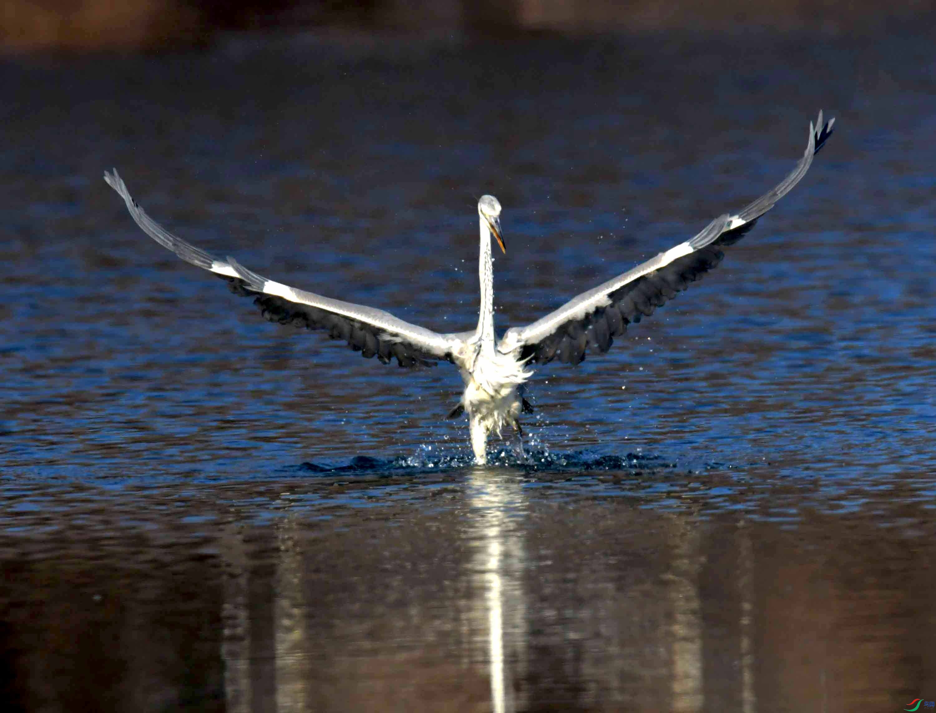 DSC_0506.JPG