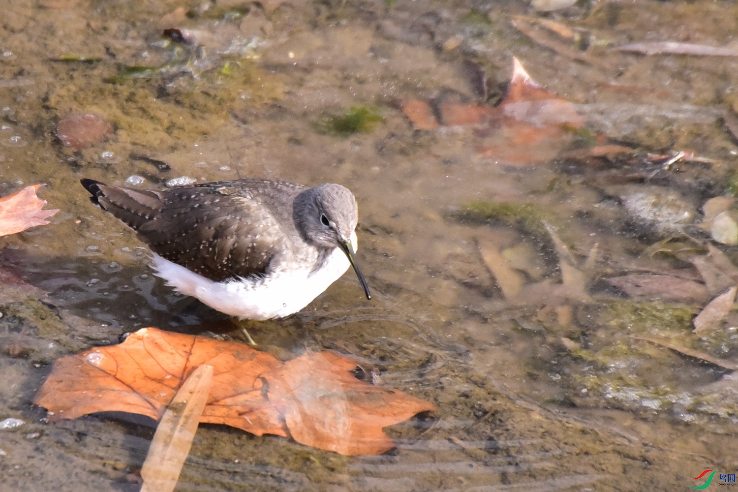 DSC_3888.JPG