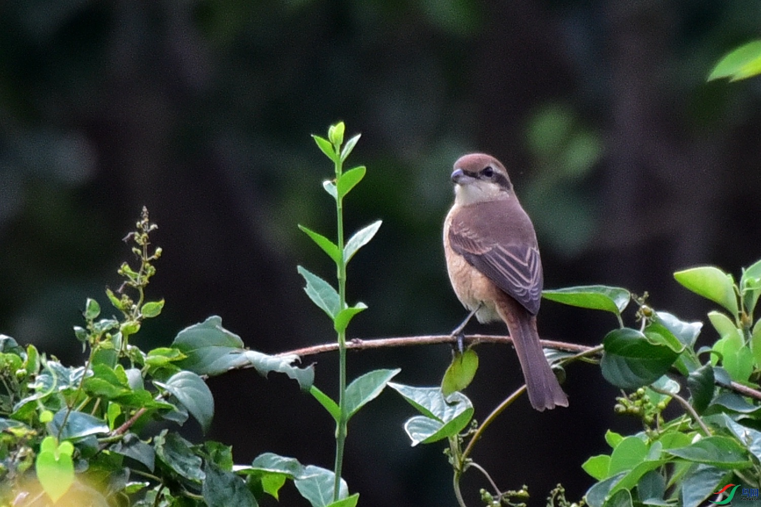 DSC_1881.JPG