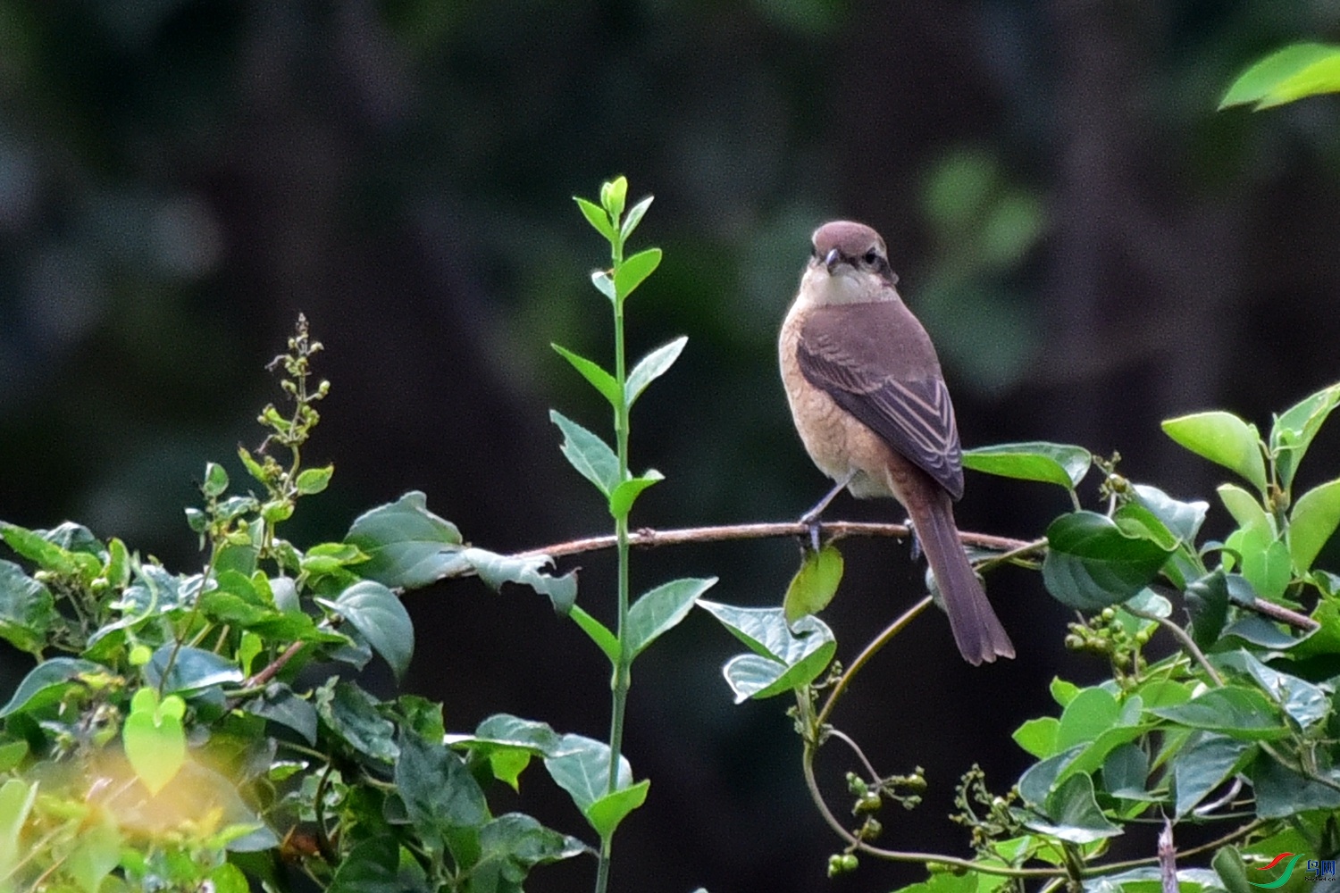 DSC_1883.JPG